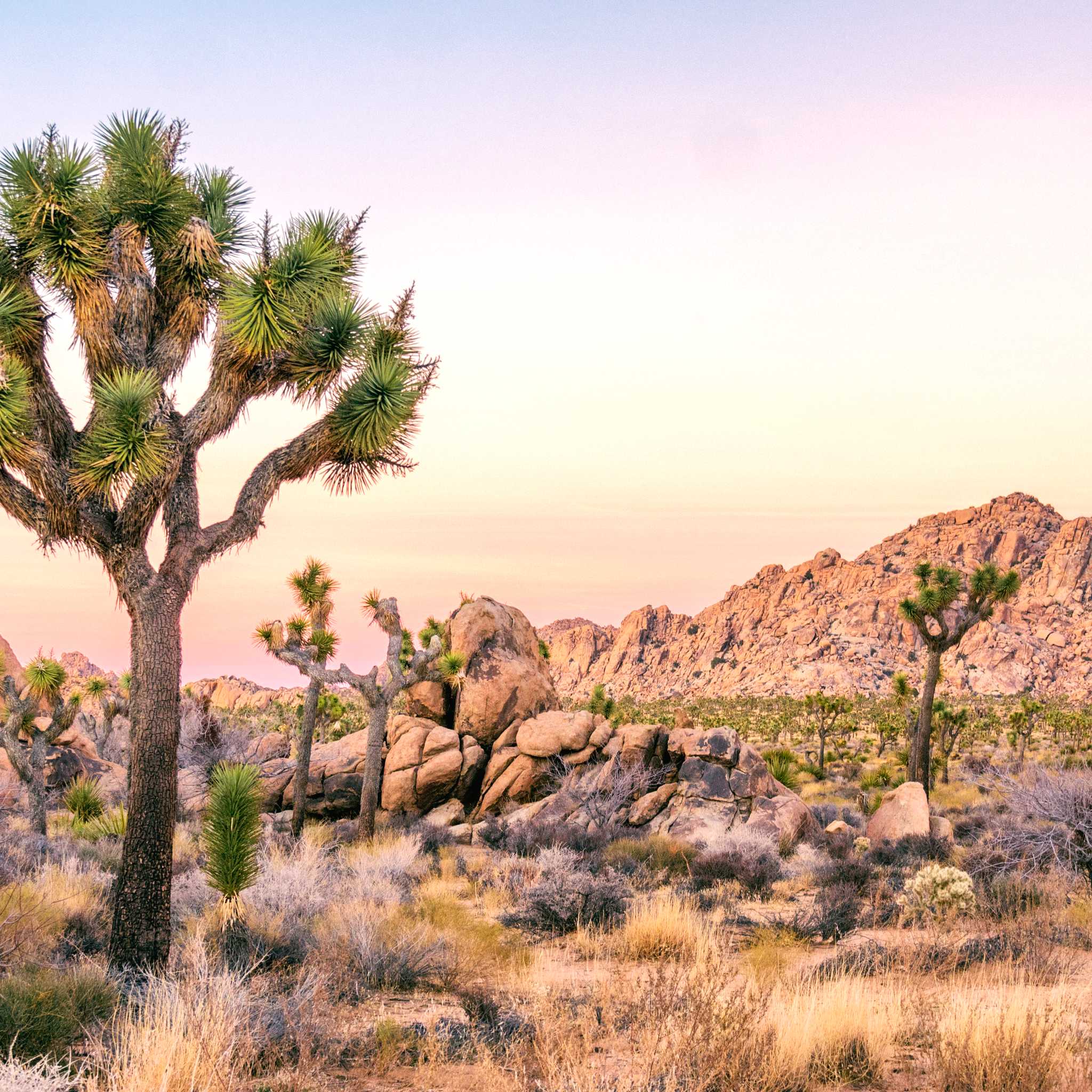 Joshua Tree