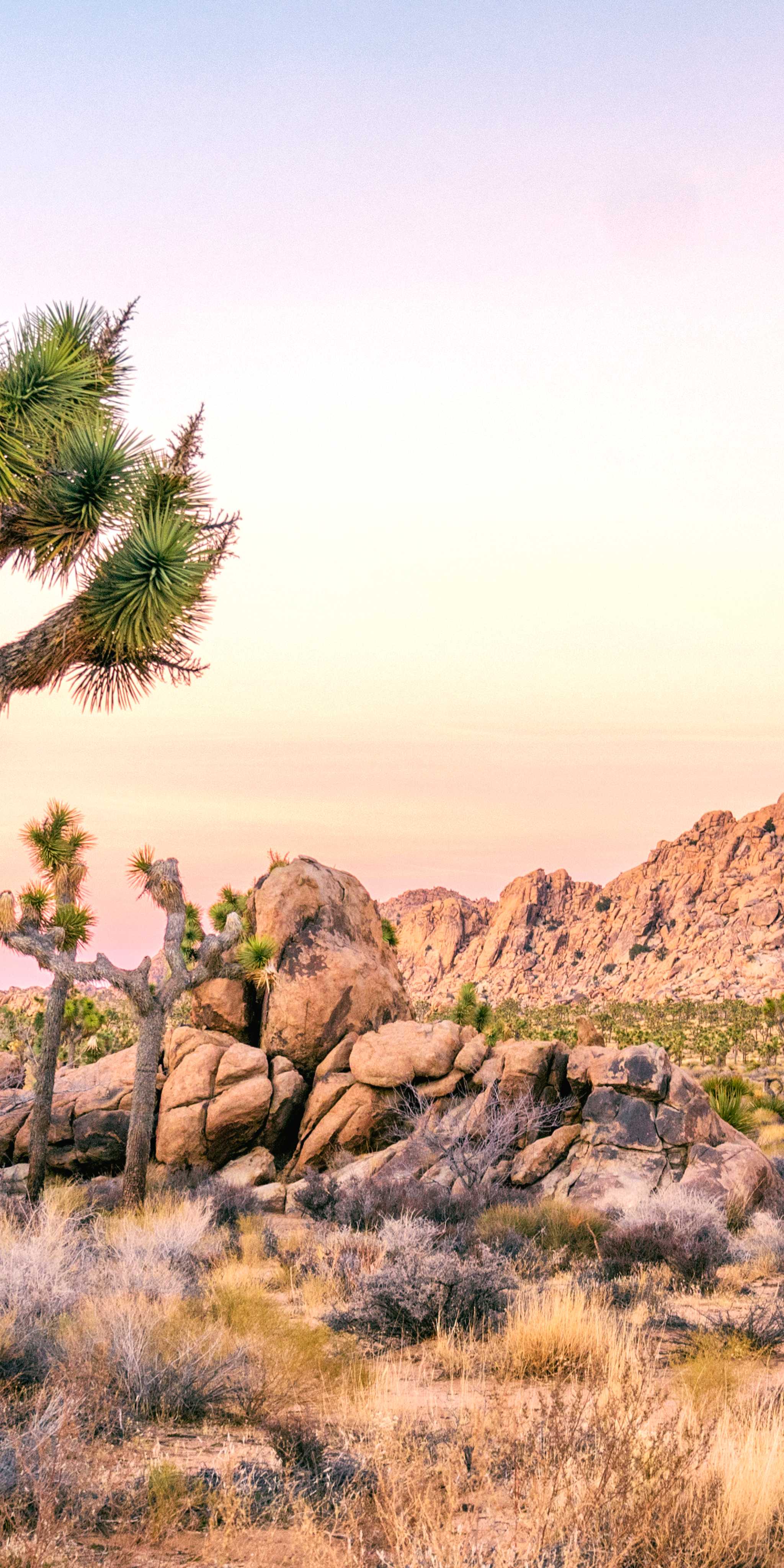 Joshua Tree