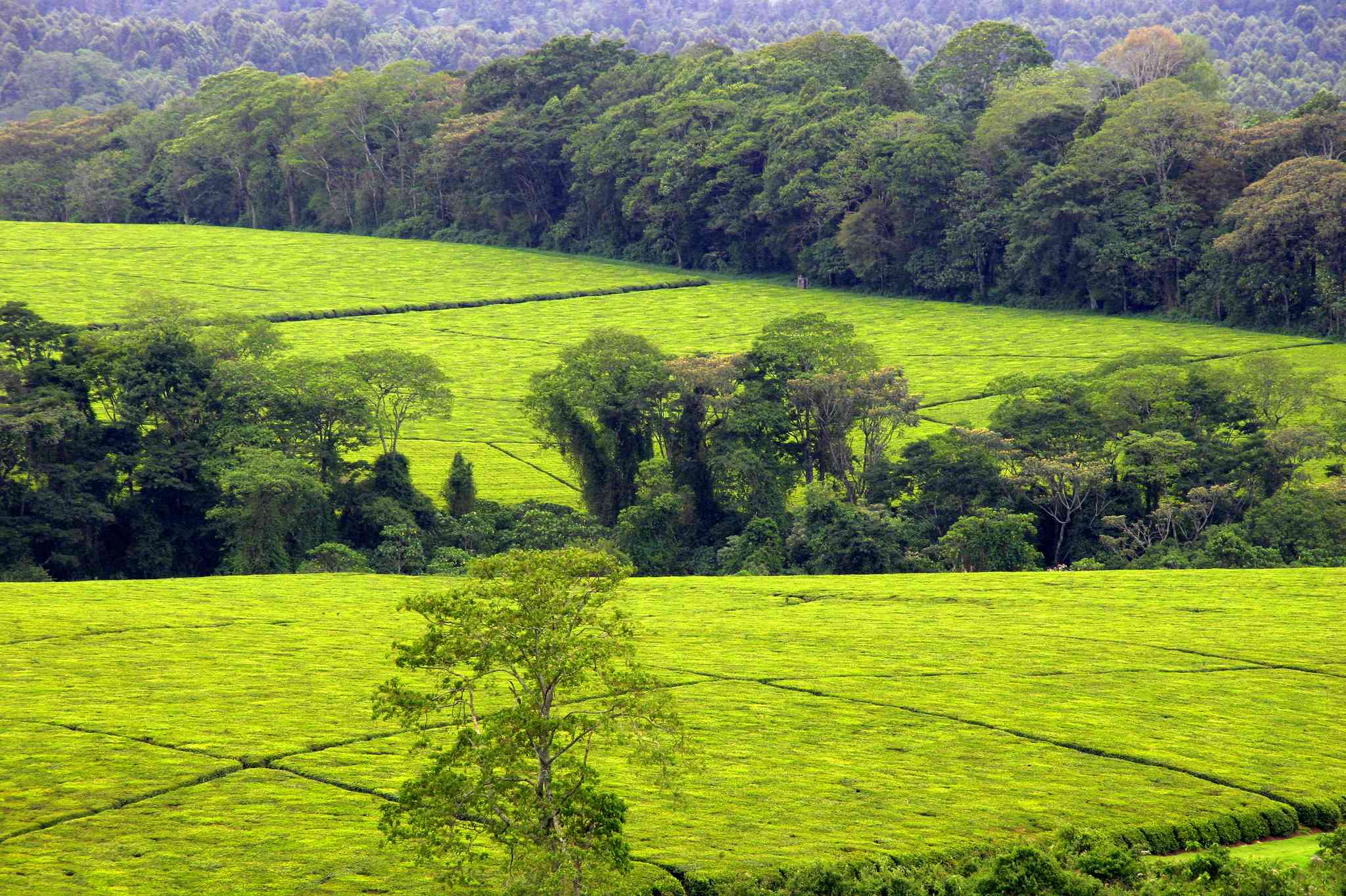 Scenic view of Nakuru - private day trip from Kericho - photo 5