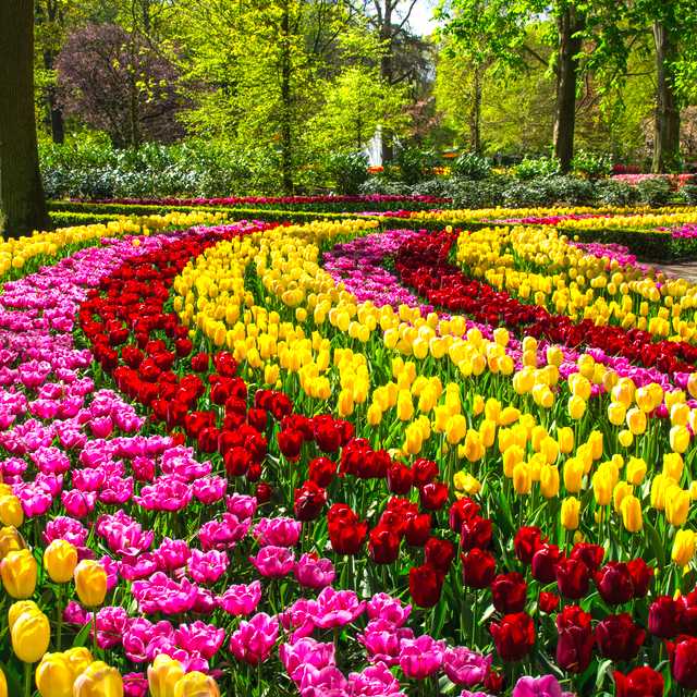 Amsterdam to Haarlem and Keukenhof: Private day trip