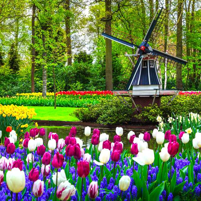 Amsterdam to Keukenhof: Private day trip
