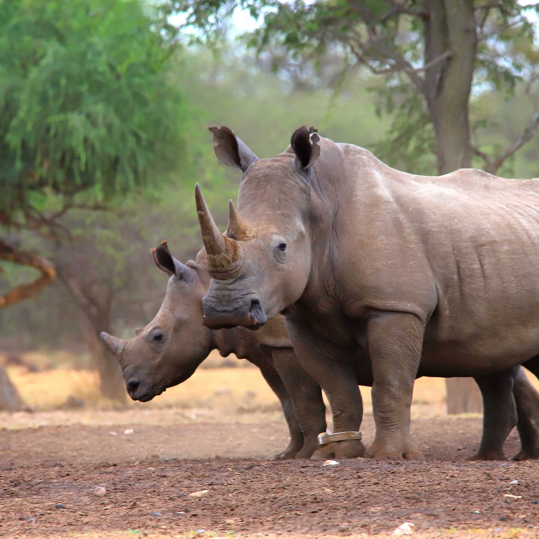 Private car transfers in Botswana from Khama Rhino Sanctuary