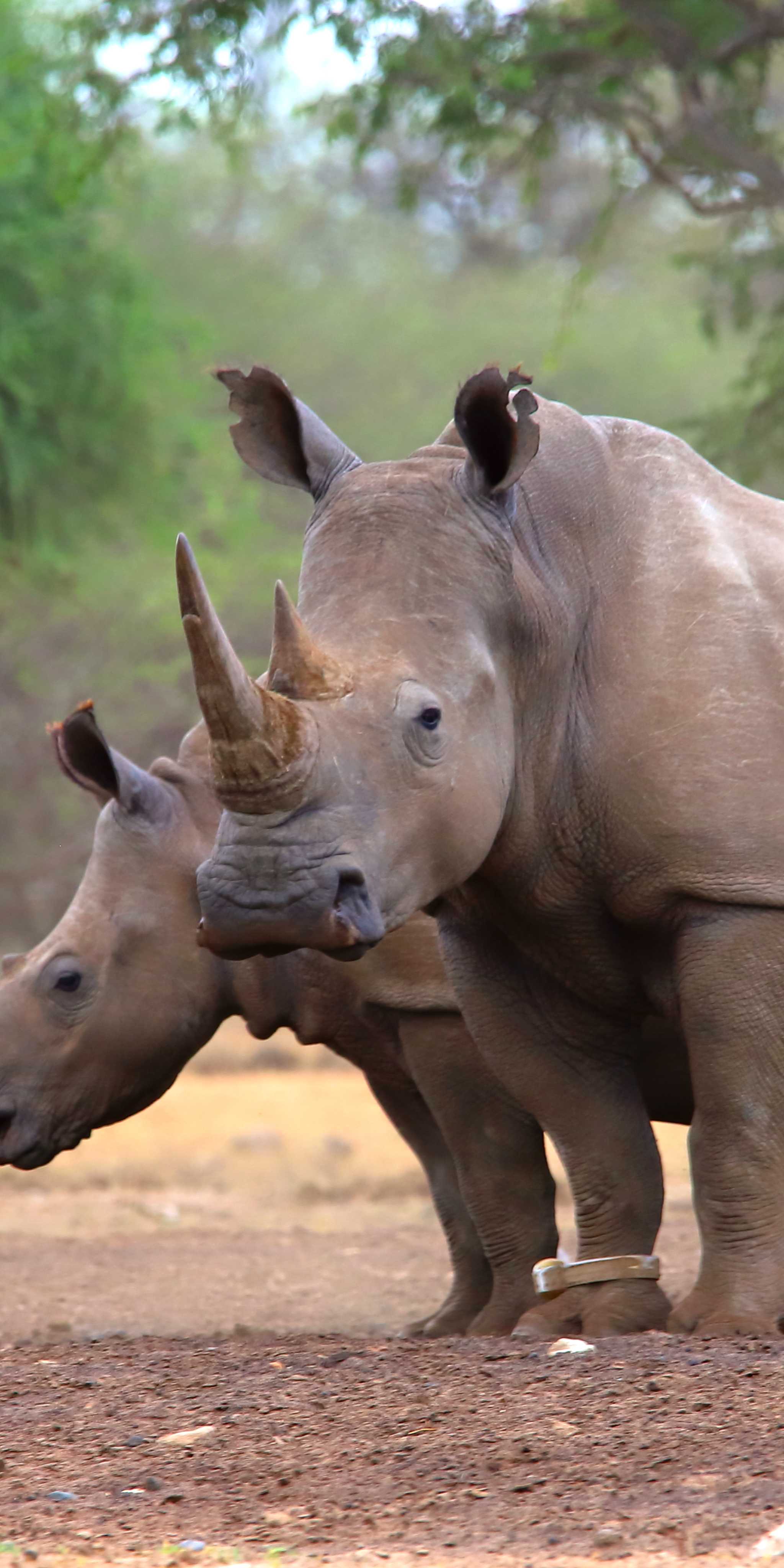 Khama-Nashorn-Schutzgebiet