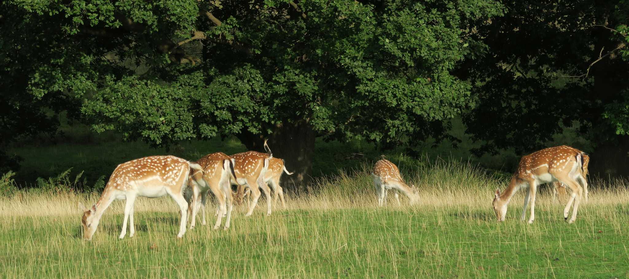 Parada no itinerário em Knole em viagem particular de um dia a partir de London