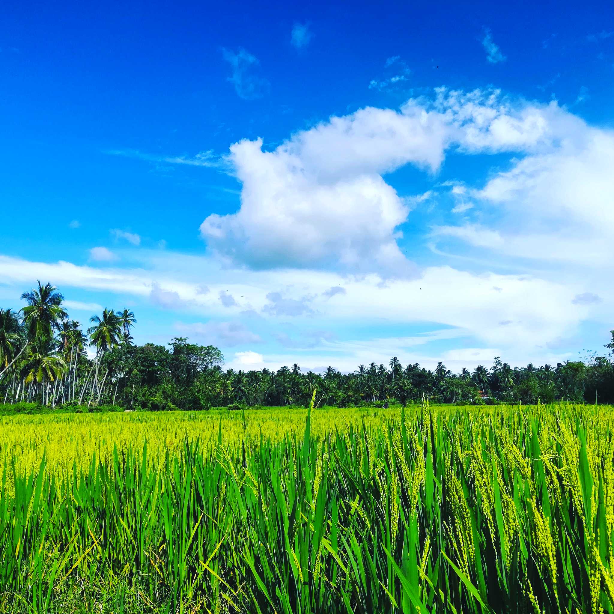 Kuliyapitiya