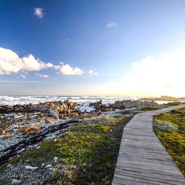 Cape Town to Cape Agulhas: Private day trip