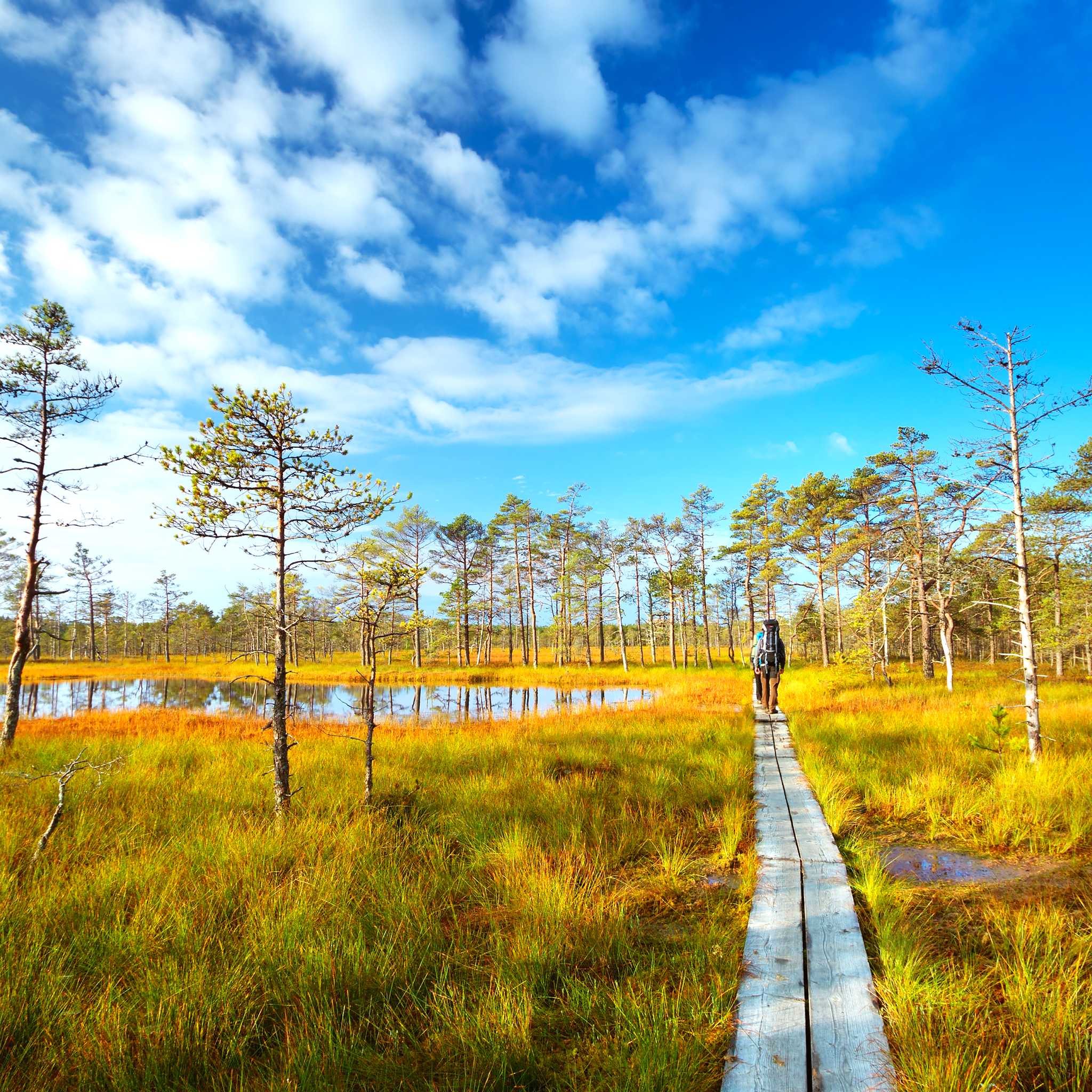 Private car transfers in Estonia from Lahemaa National Park