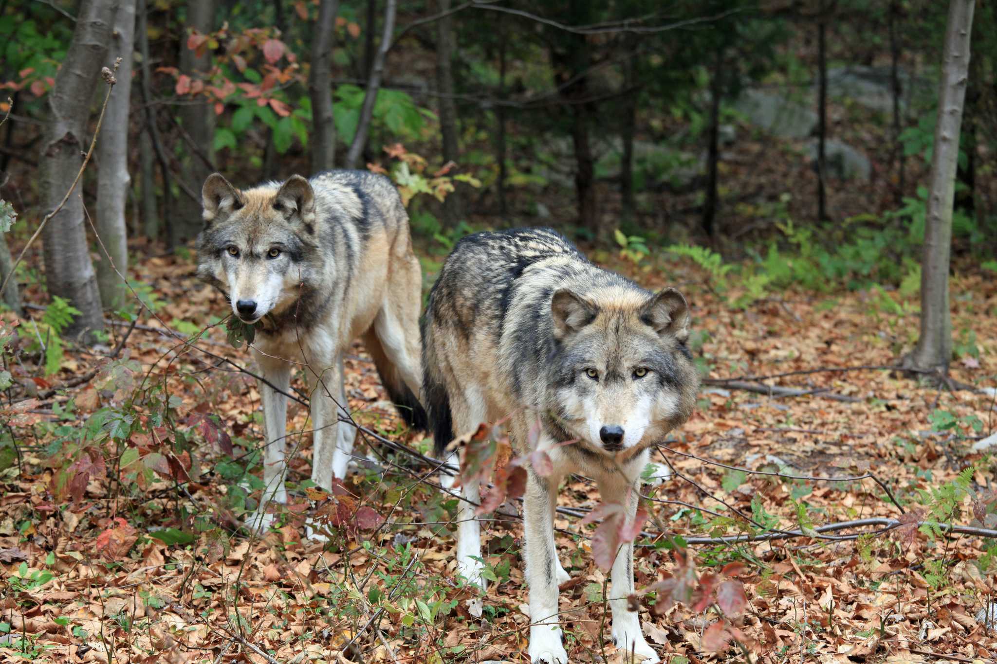 Visit Lakota Wolf Preserve on the way from newark-nj-us to scranton-pa-us with Daytrip