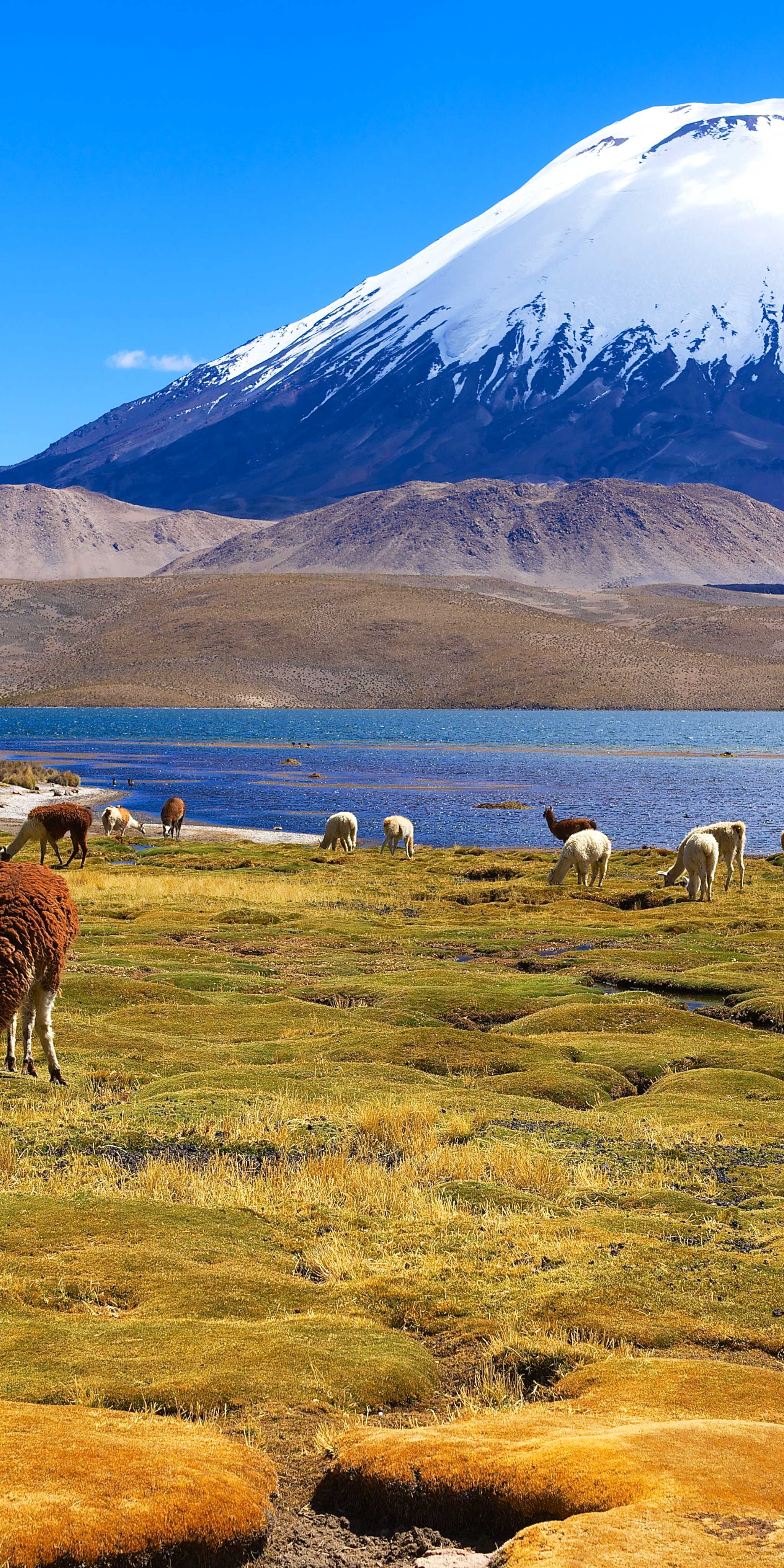 Lauca National Park