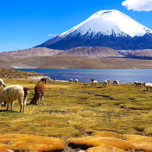 Arica to Lauca National Park: Private day trip