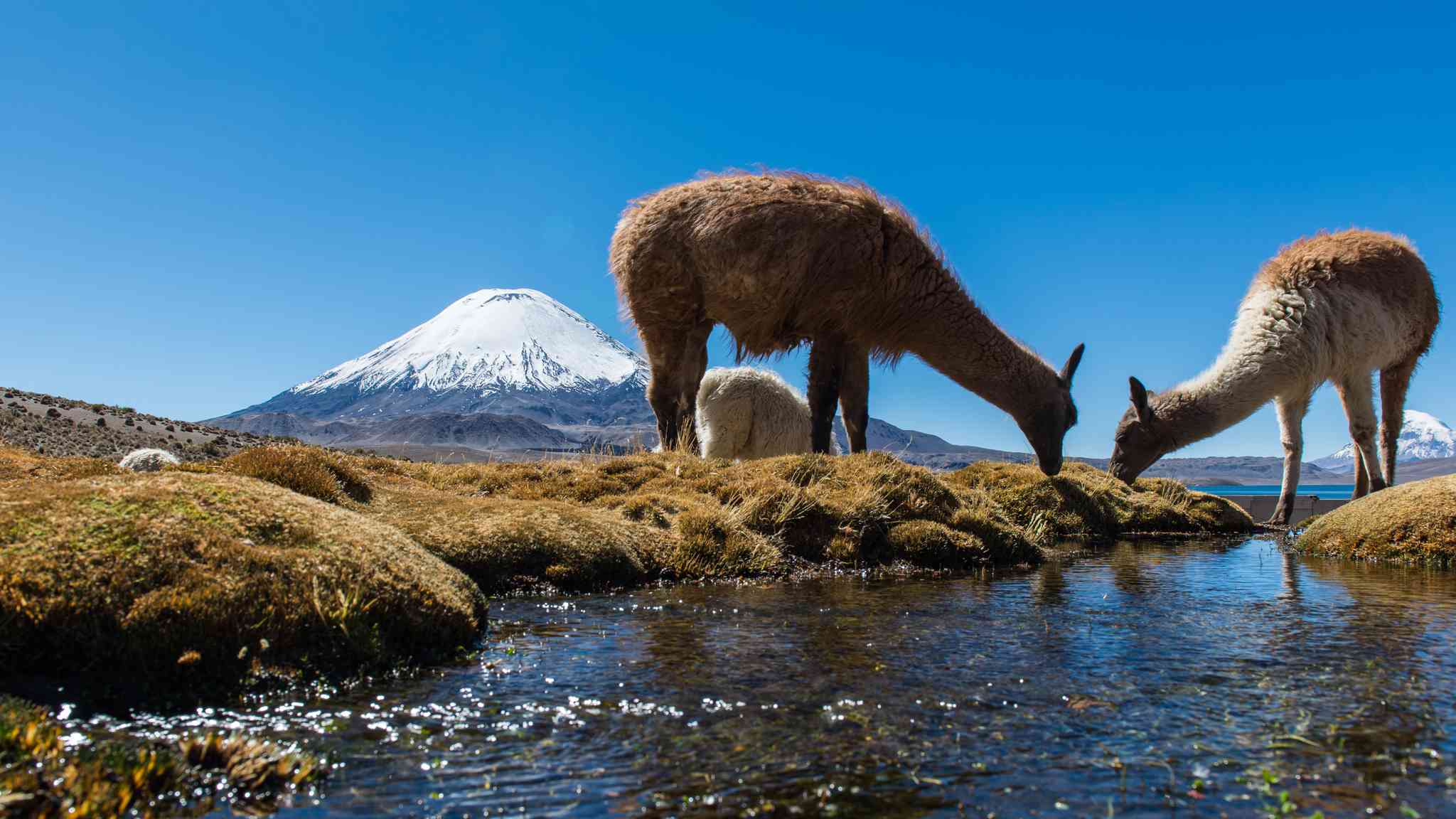 Vue pittoresque de Arica - excursion privée d'une journée depuis Arica - photo 4