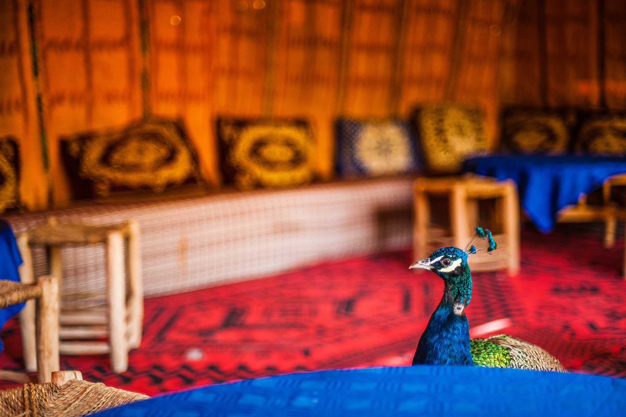 Parada no itinerário em Le Paradis du Safran em viagem particular de um dia a partir de Marrakesh