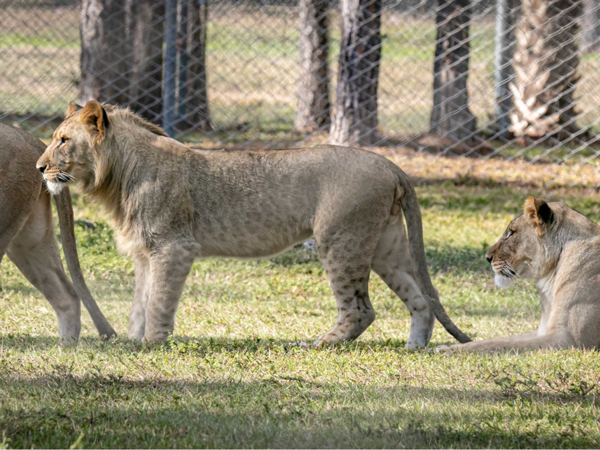 在 从 miami-fl-us 到 west-palm-beach-fl-us 的途中，参观 Lion Country Safari ，通过 Daytrip