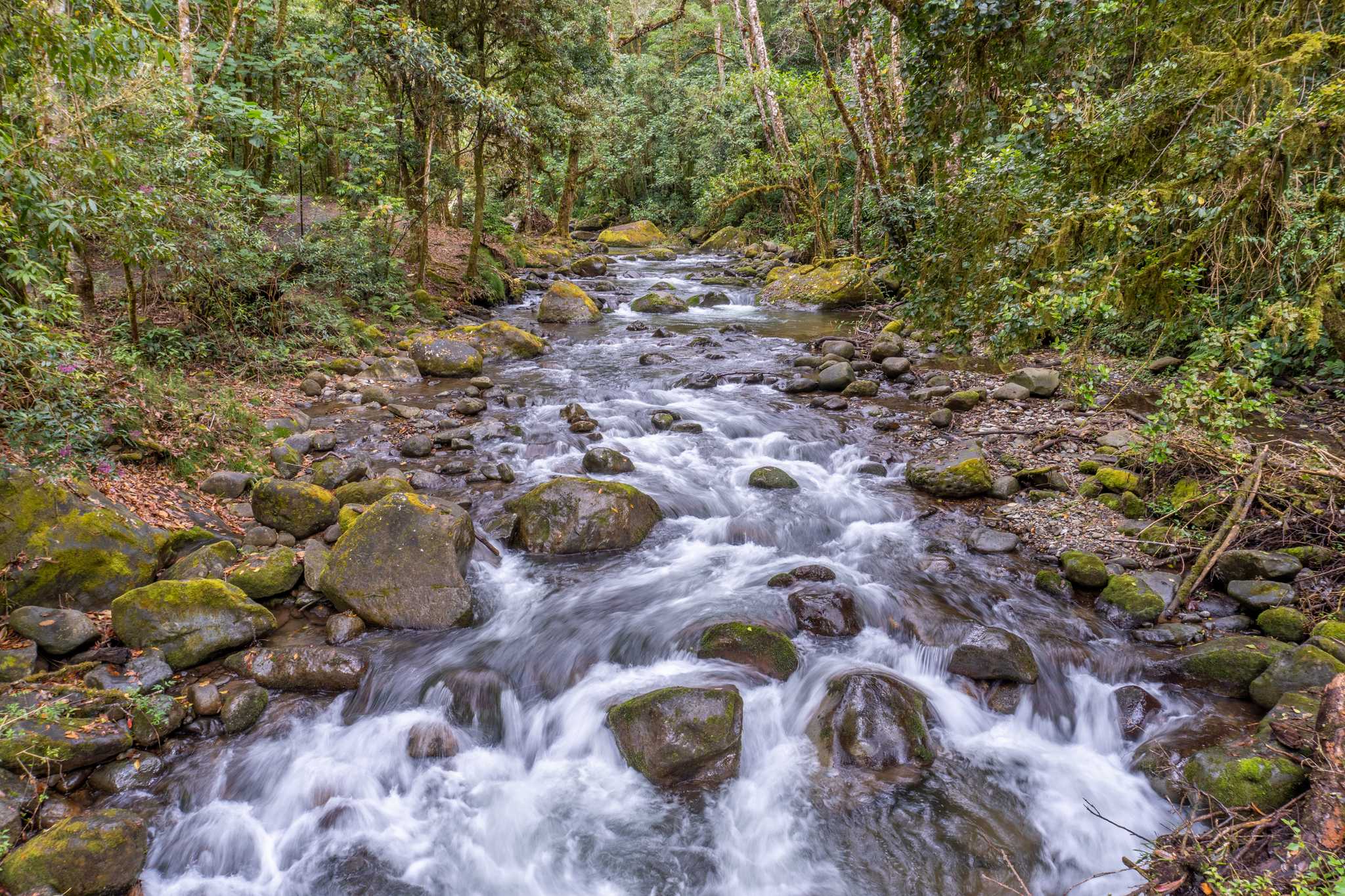 Itinerary stop at Los Quetzales National Park on private day trip from San Jose