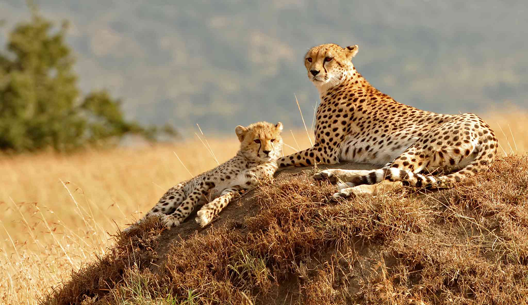 Scenic view of Maasai Mara National Reserve - private day trip from Jinja - photo 3