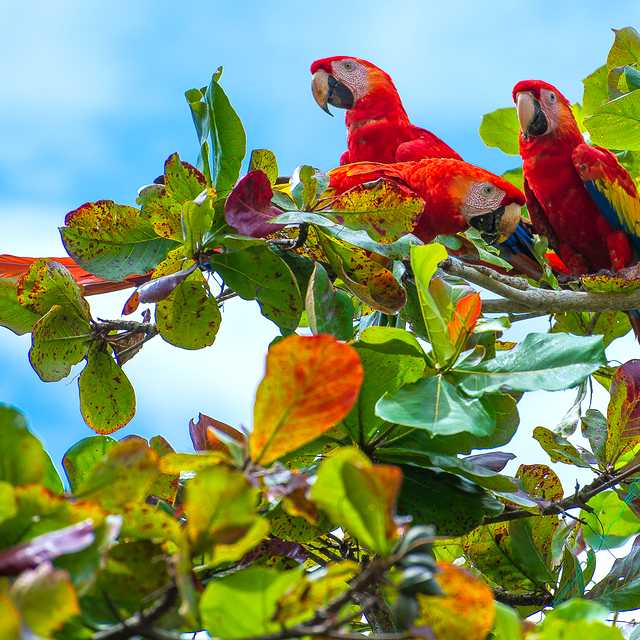 Quepos to Macaws and Rainmaker Forest: Private day trip