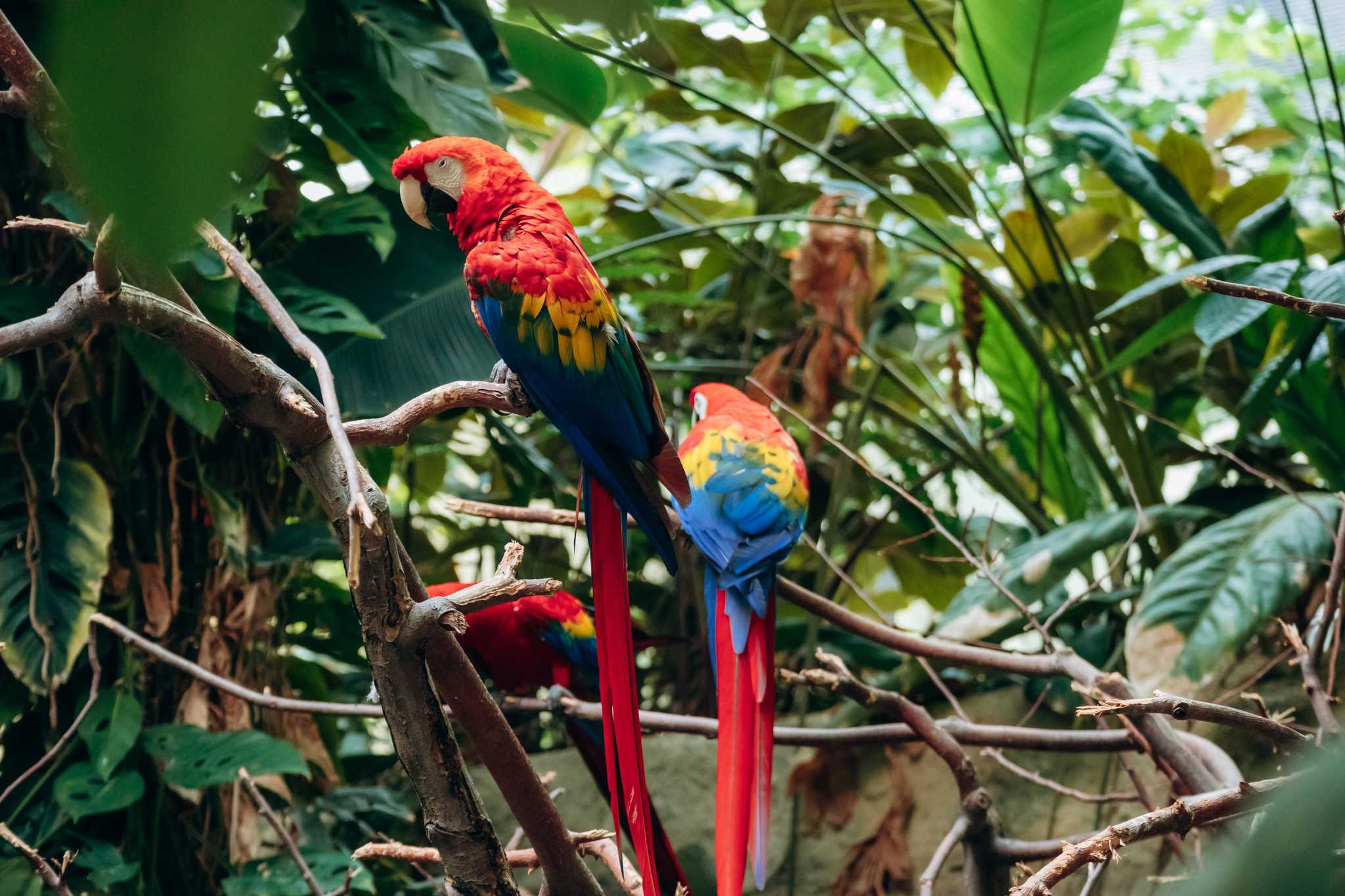 Resplan stopp vid Macaw Sanctuary Natuwa på privat dagsutflykt från Jaco