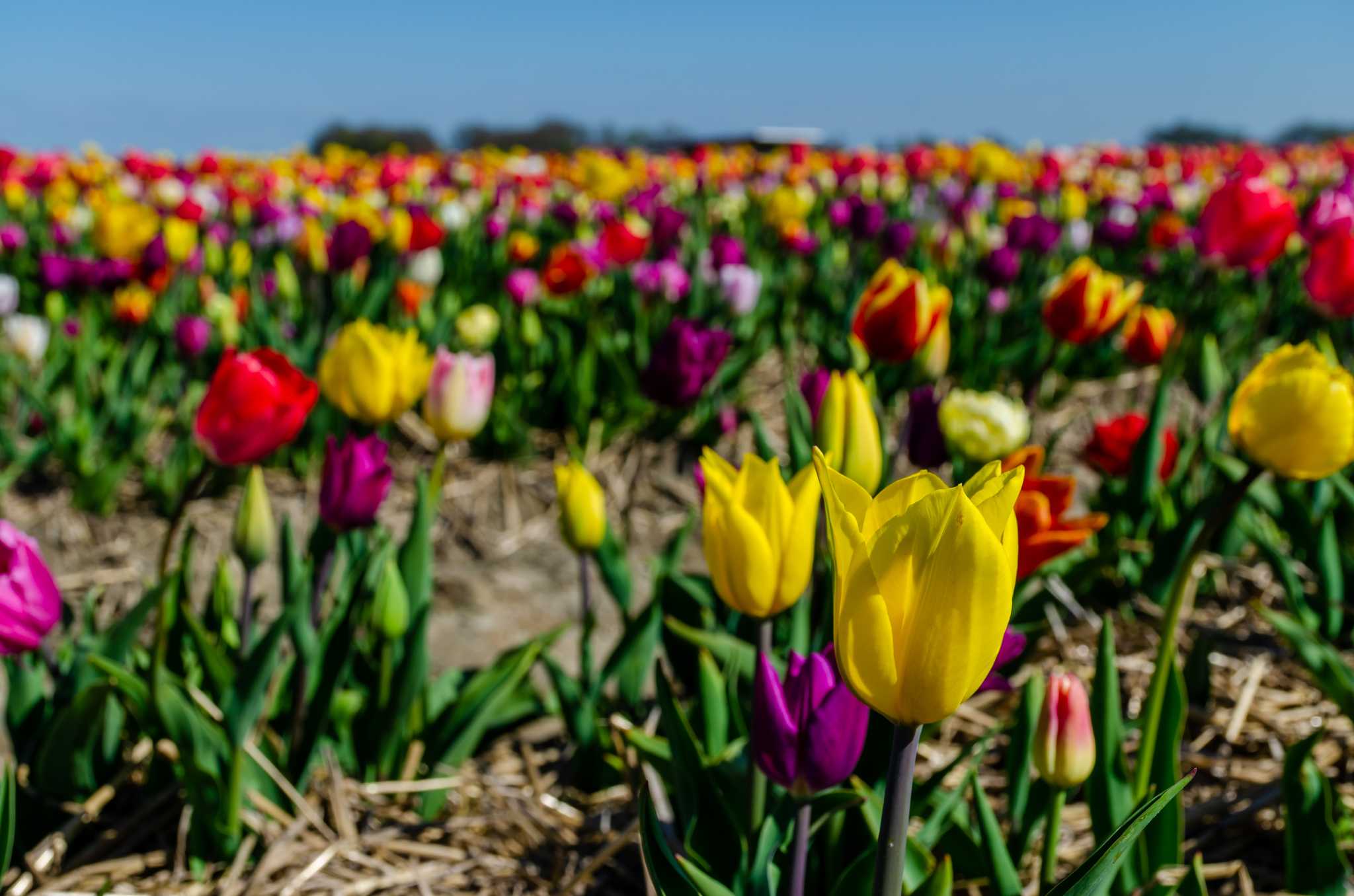 Servicios de traslado en coche privado en Tulpenpluktuin Marknesse - vista panorámica de Tulpenpluktuin Marknesse en Países Bajos