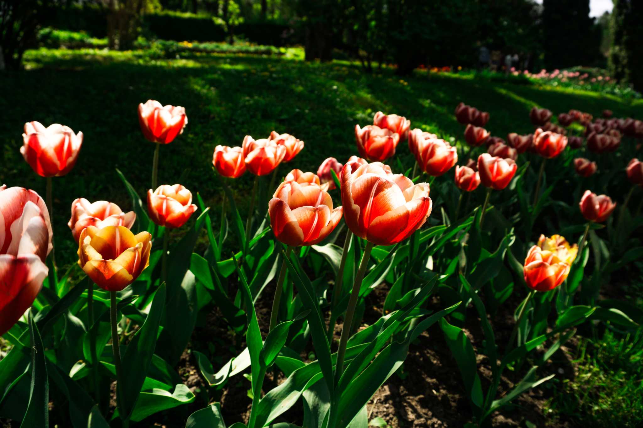 Amsterdam 에서 출발하는 개인적인 하루 여행 중 Tulpenpluktuin Marknesse 일정 정지