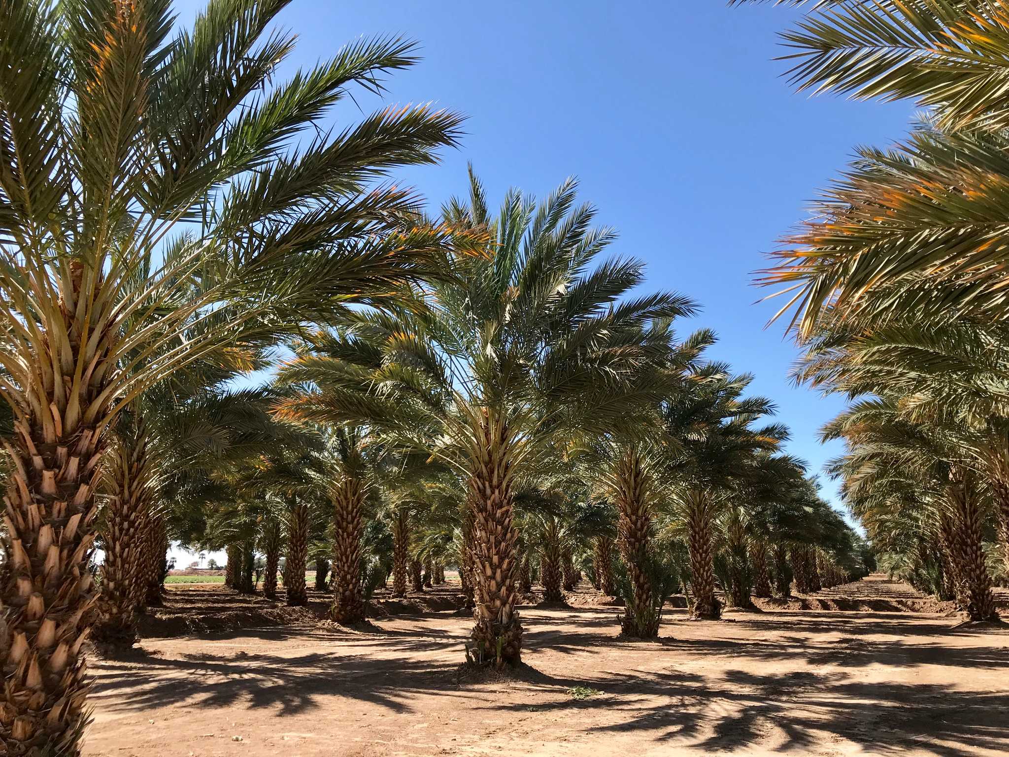 Besök Martha's Gardens på vägen från yuma-az-us till phoenix-sky-harbor-international-airport-az-us med Daytrip