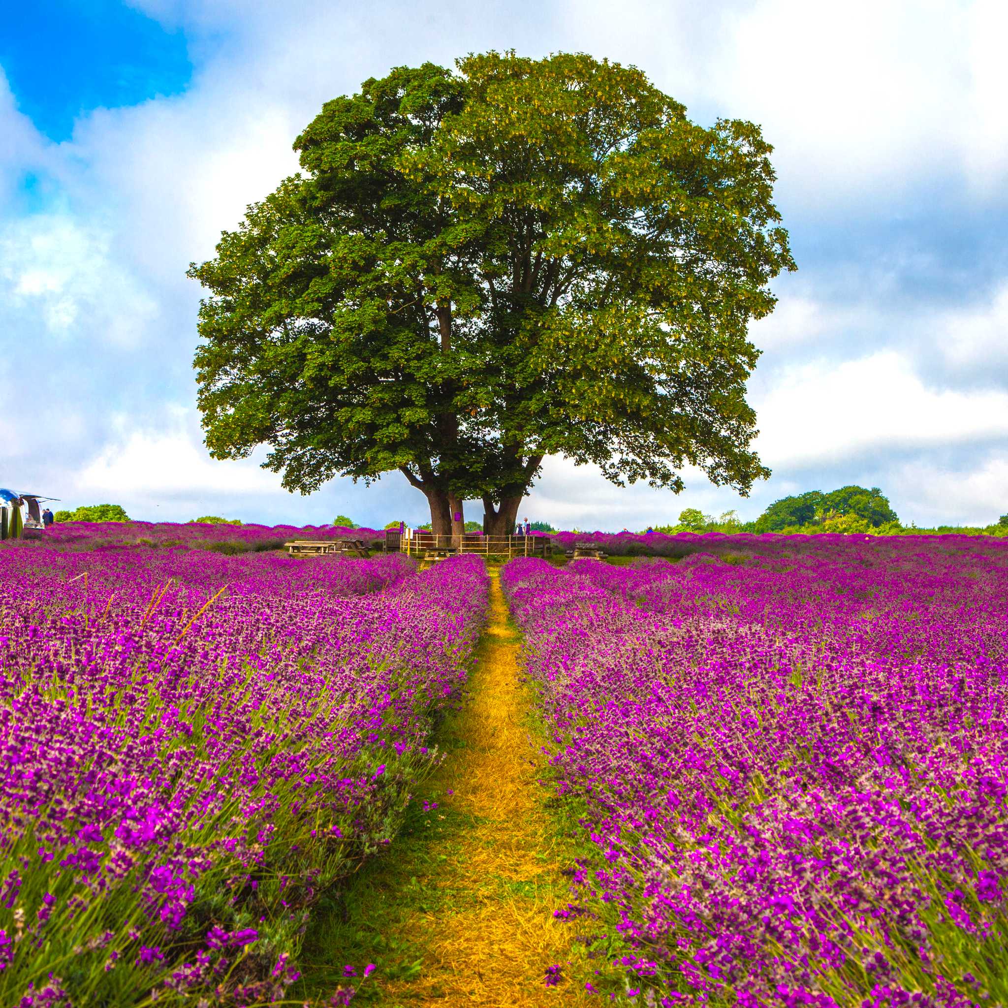 Mayfield Lavender Farm