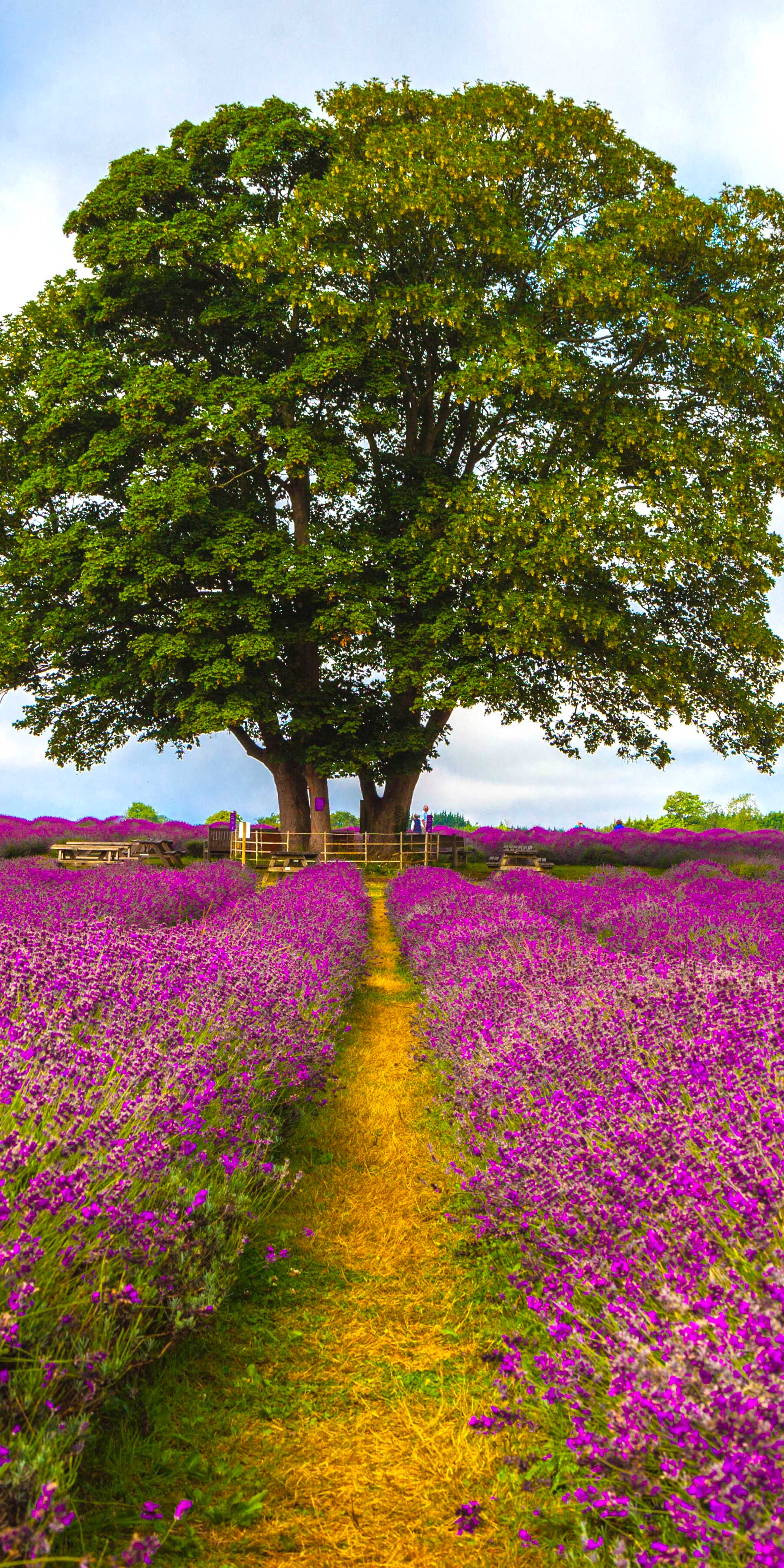 Mayfield Lavender Farm