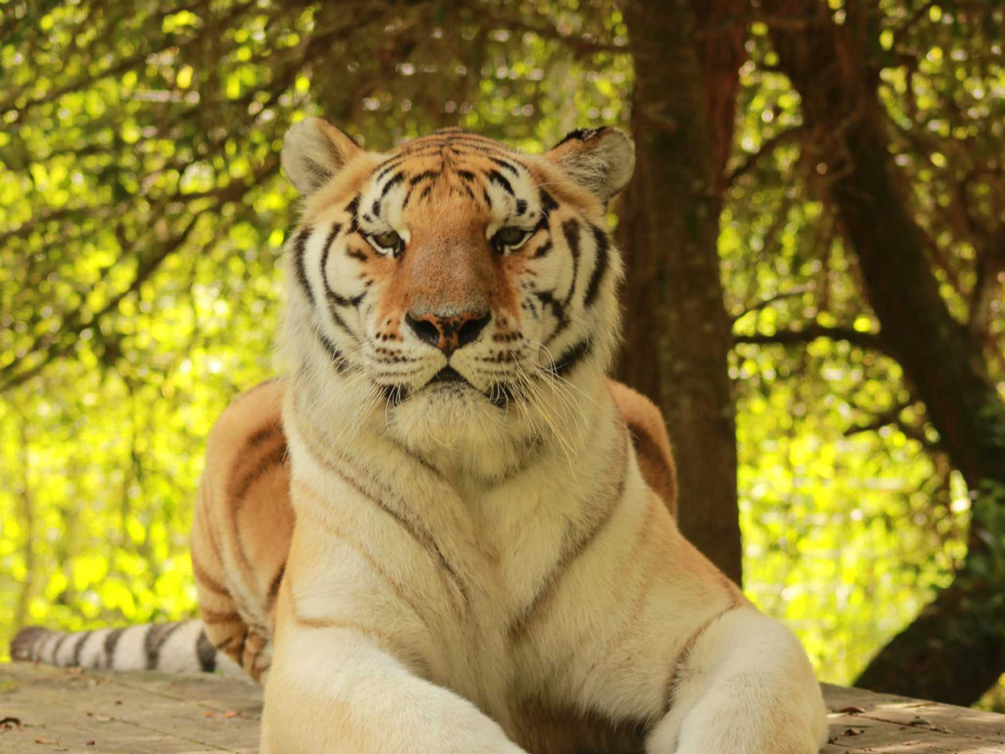 在 从 orlando-sanford-international-airport-us 到 west-palm-beach-fl-us 的途中，参观 McCarthy's Wildlife Sanctuary ，通过 Daytrip