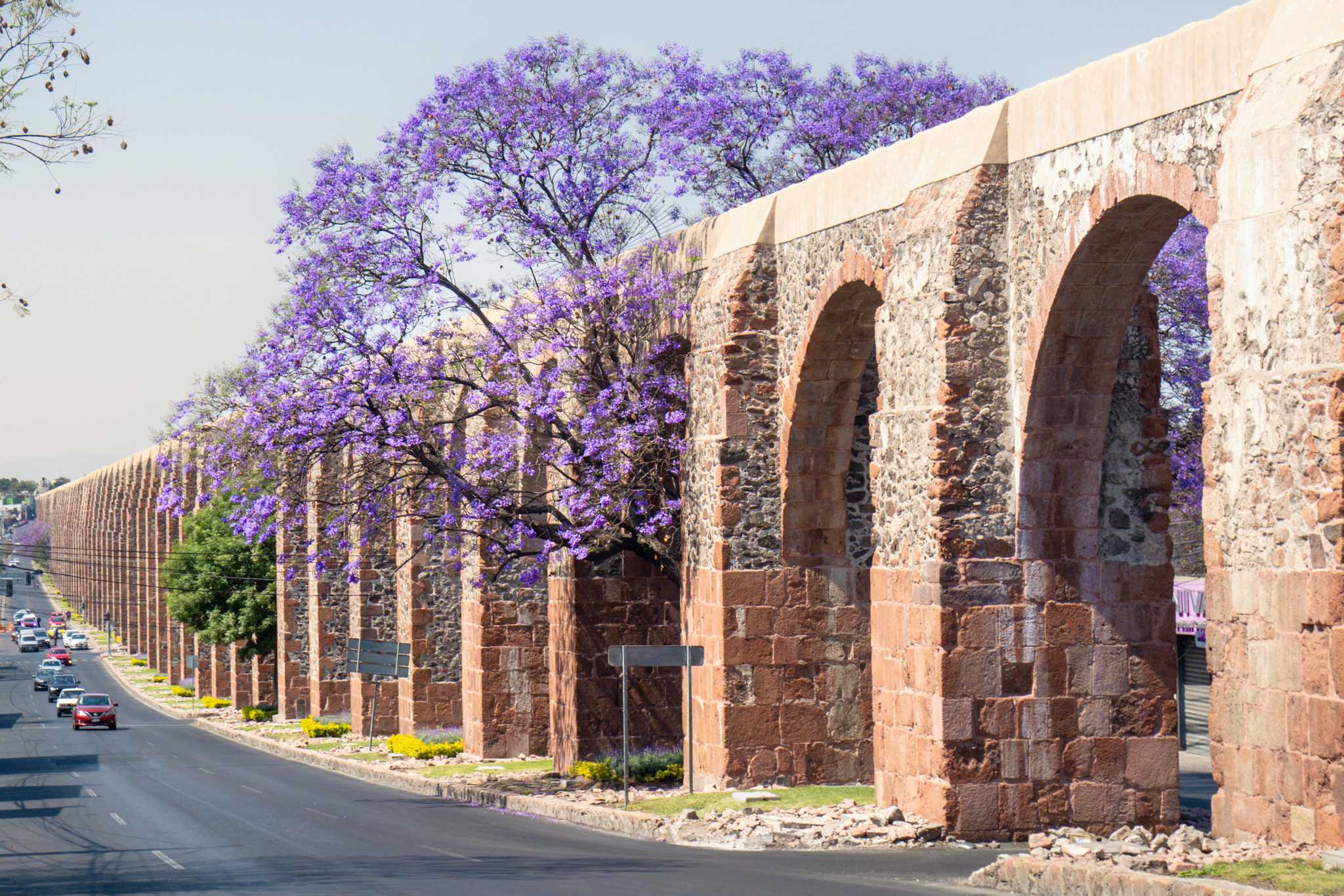 Bright purple jacaranda tree poking through the pink arches of the QuerĂŠtaro aqueduct.