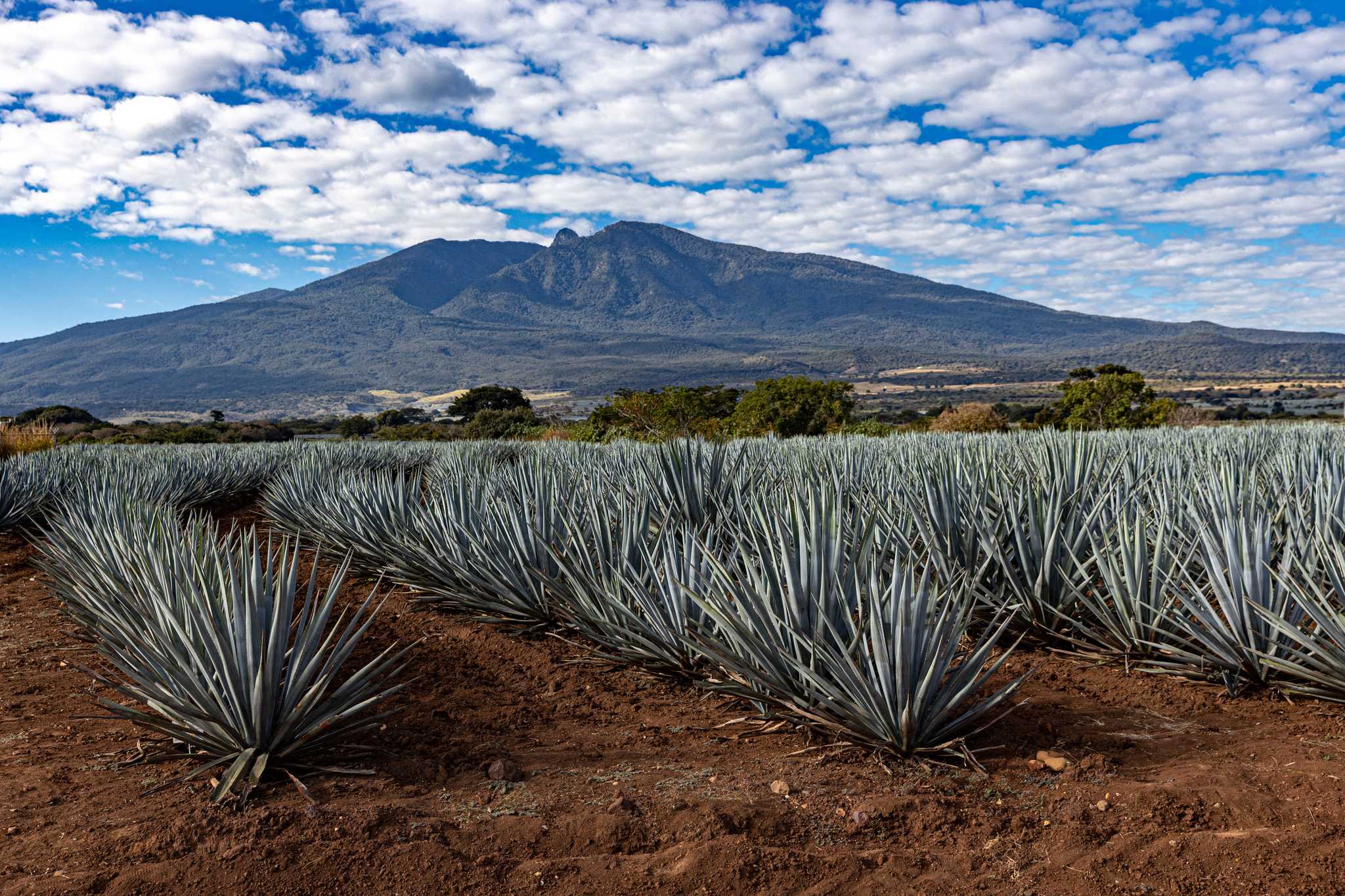 Rows of blue agave plants growing outside of Tequila, Mexico, with Tequila Volcano in the background.