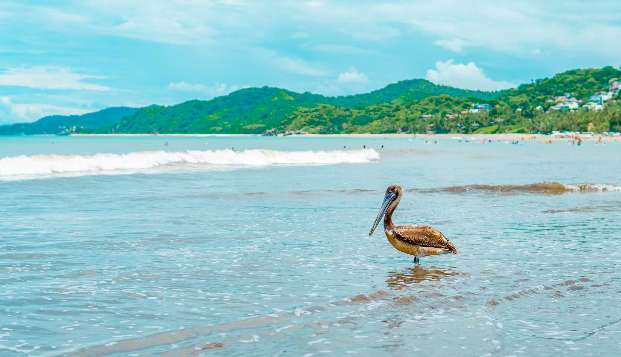 A close-up of a pelican standing in the blue sea on a beach in Sayulita.