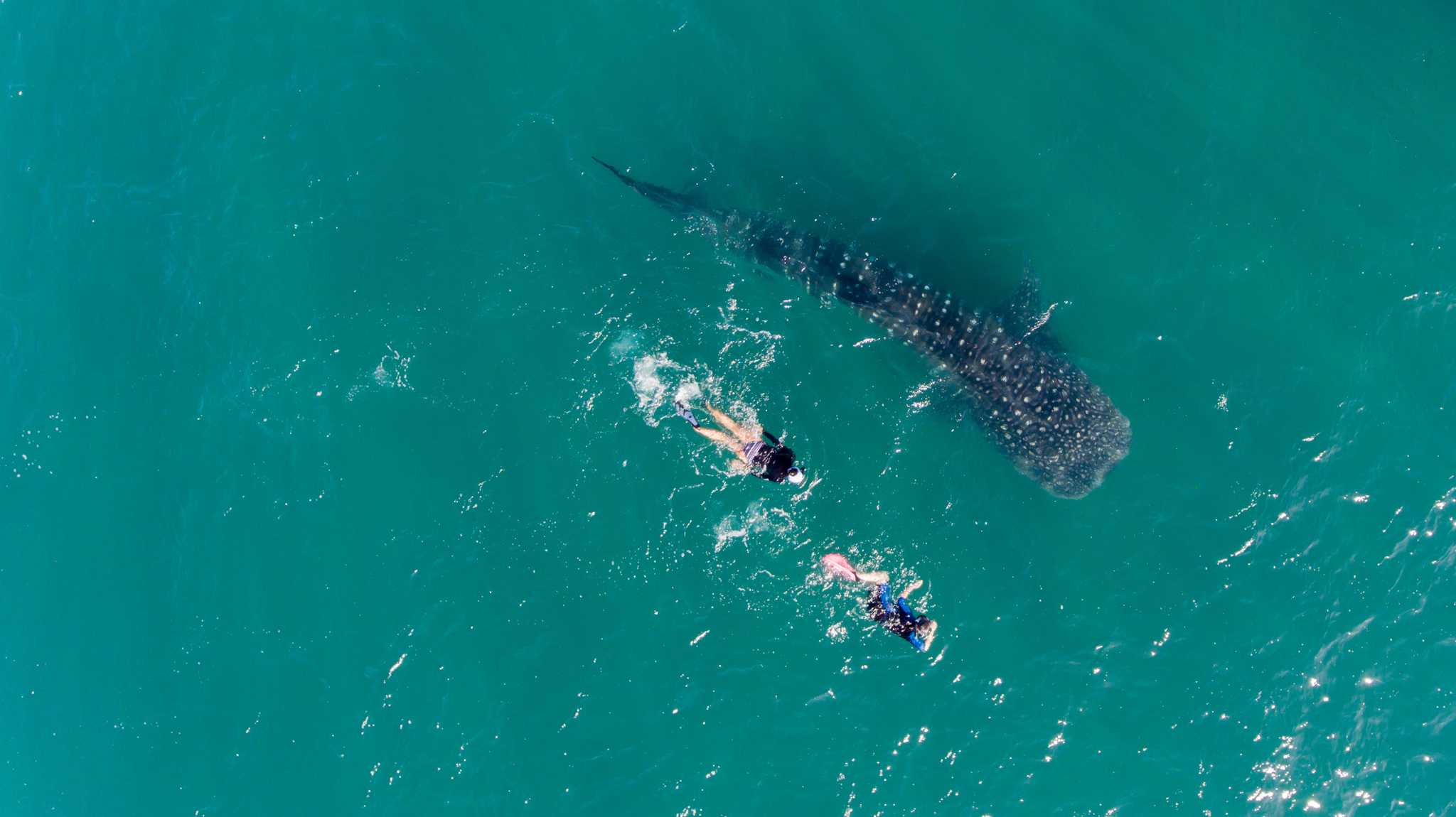 Aerial shot of a whale shark and two snorkelers in clear blue water near La Paz, Mexico.