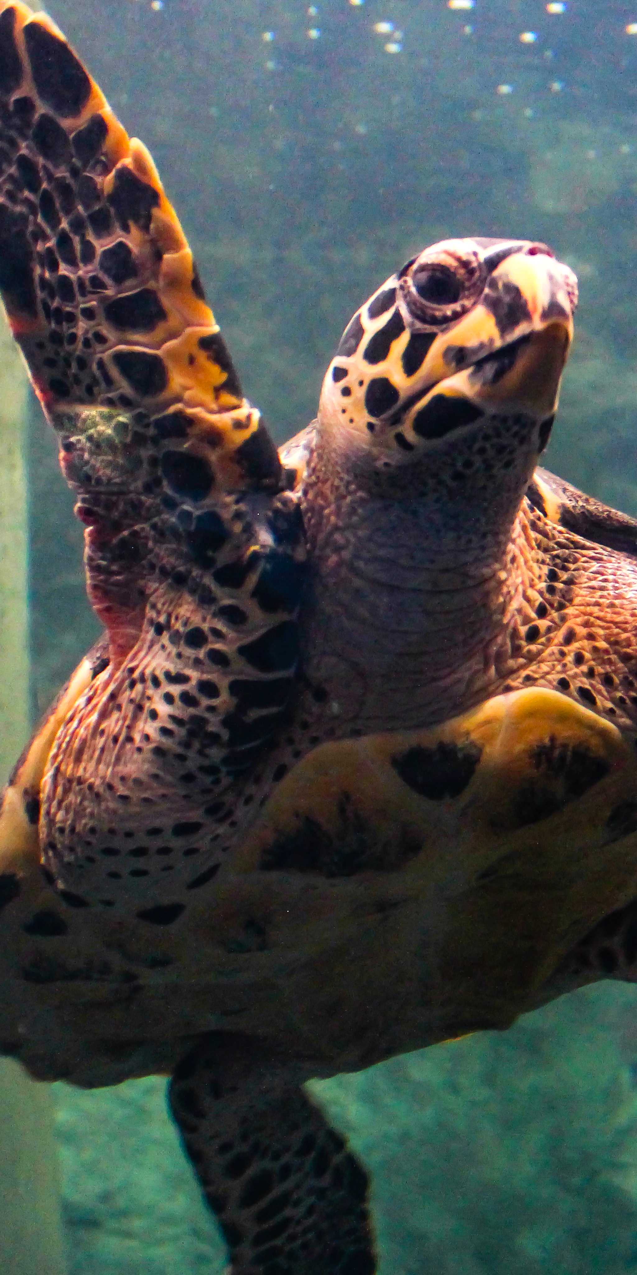 Mexican Turtle Center