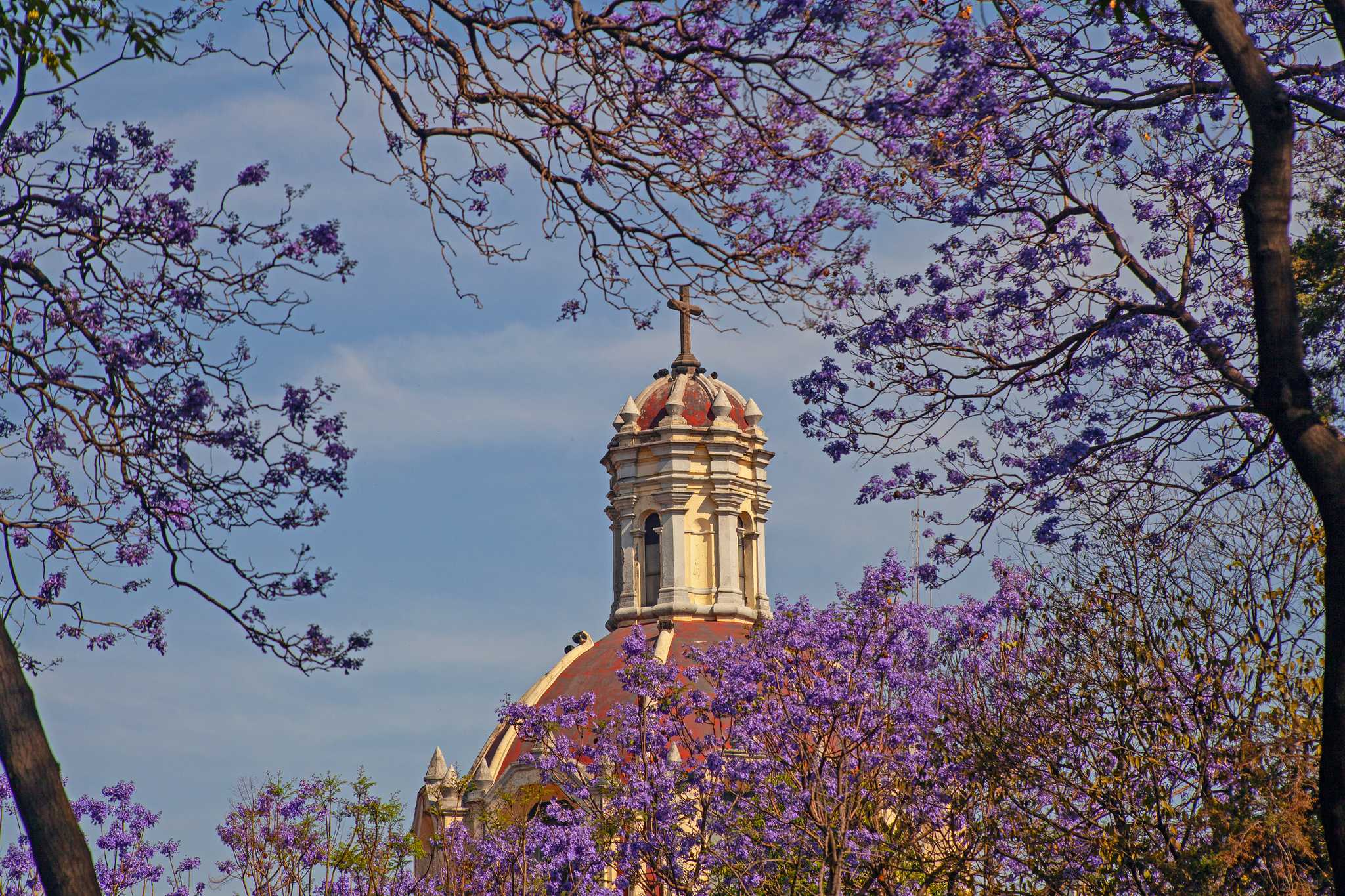 Purple jacaranda blossoms frame a church dome and cupola in Mexico City in spring.