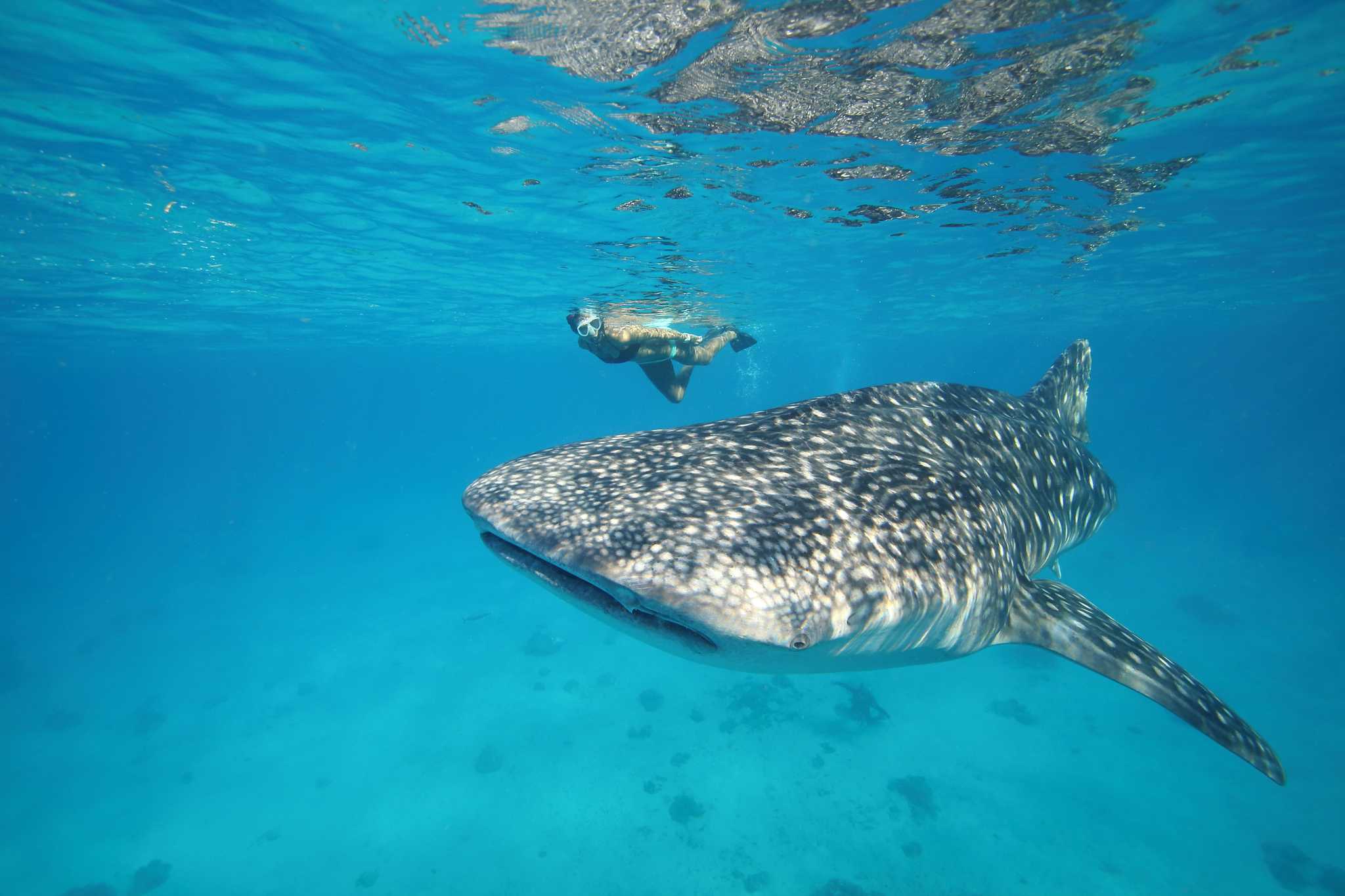 Snorkeler swims above a spotted whale shark in clear turquoise water.