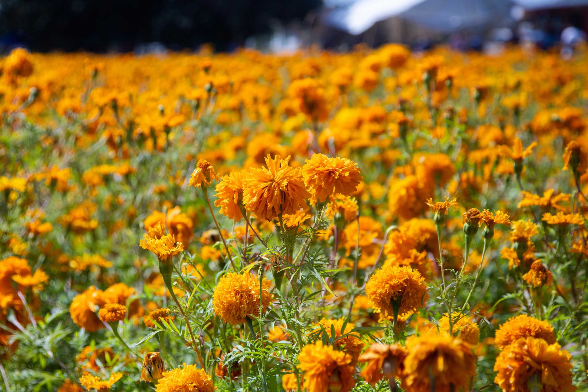 Field of orange cempasĂșchil marigolds in bloom near Atlixco ahead of Day of the Dead.