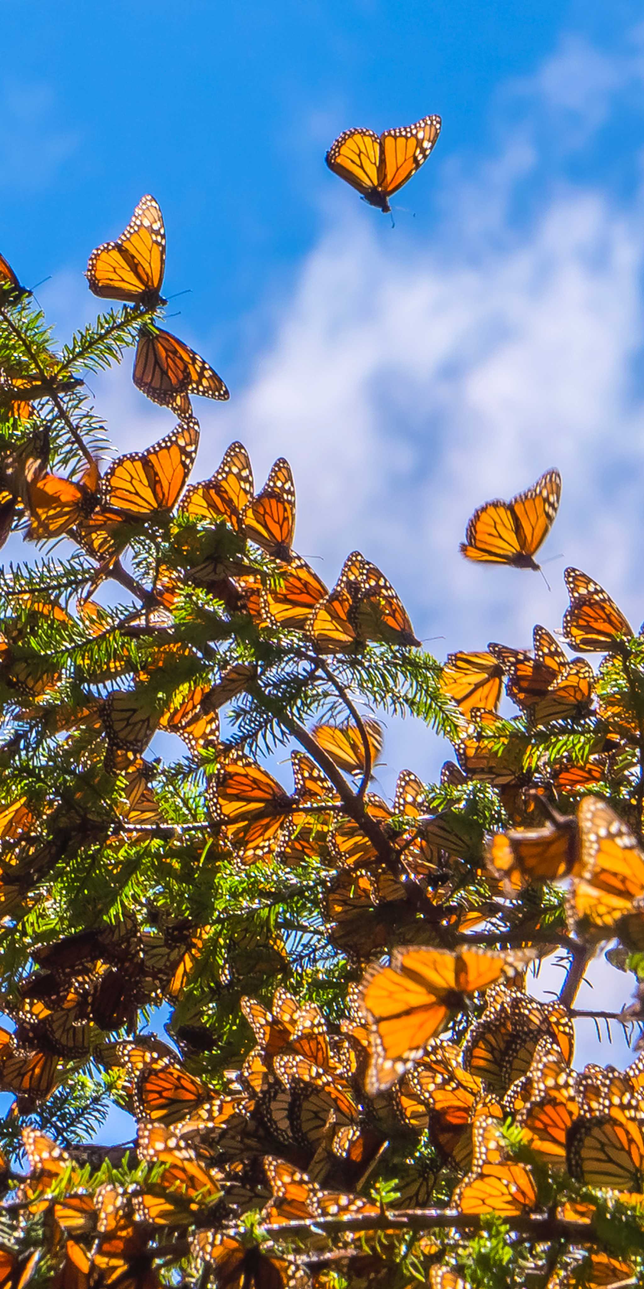 Monarch-Schmetterlings-Biosphärenreservat