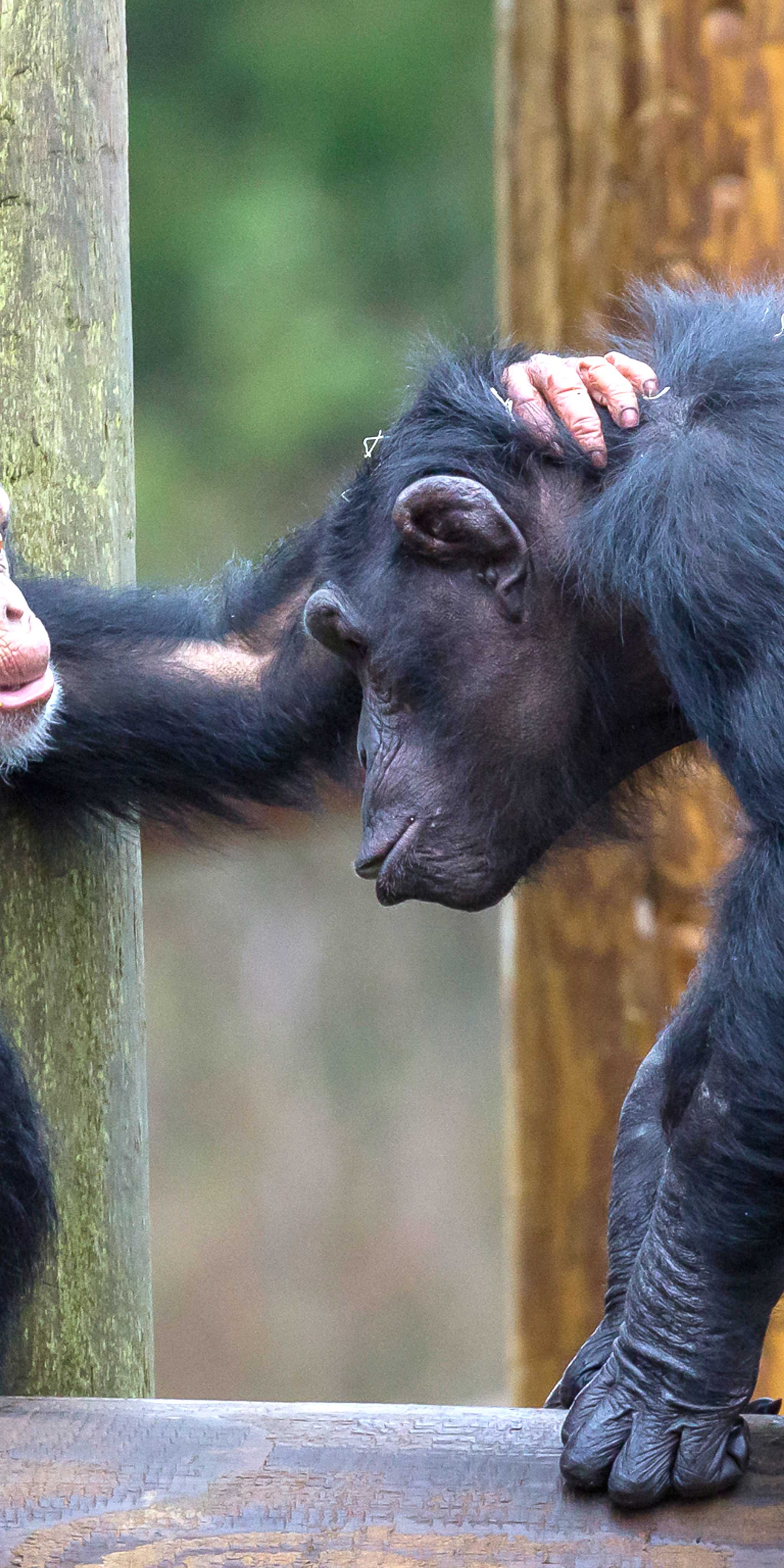 Monkey World Wareham
