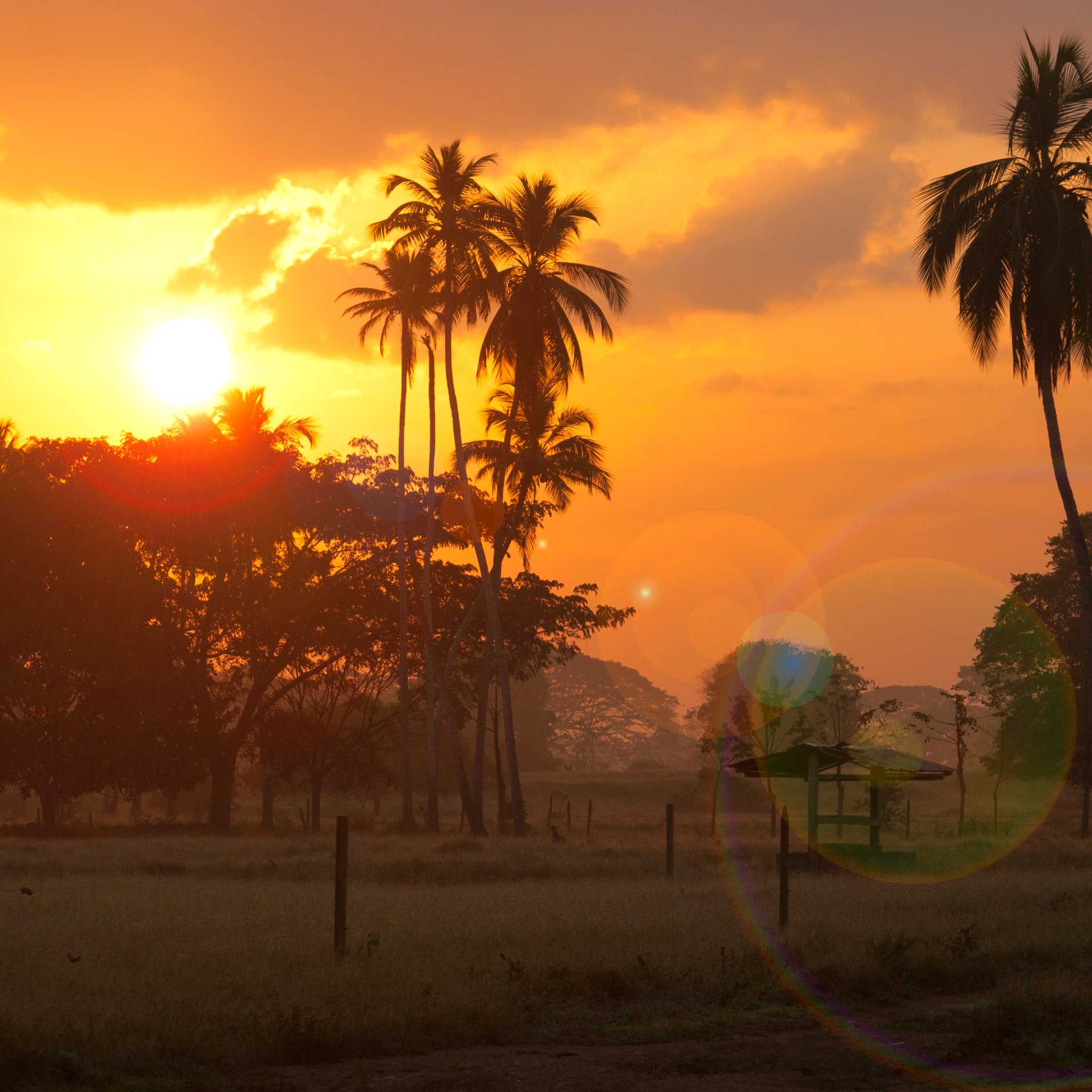 Monteria