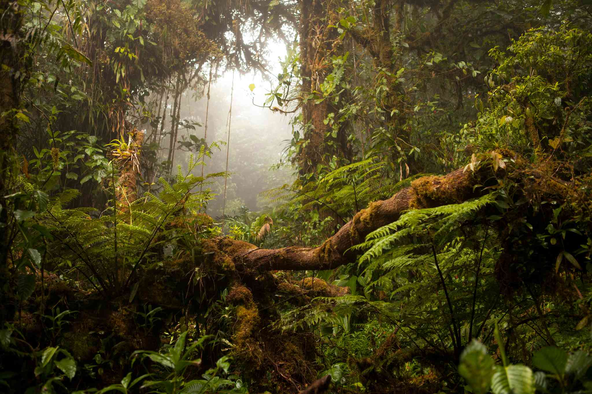 Vacker vy över Monteverde - privat dagsutflykt från Rincon de la Vieja - foto 2