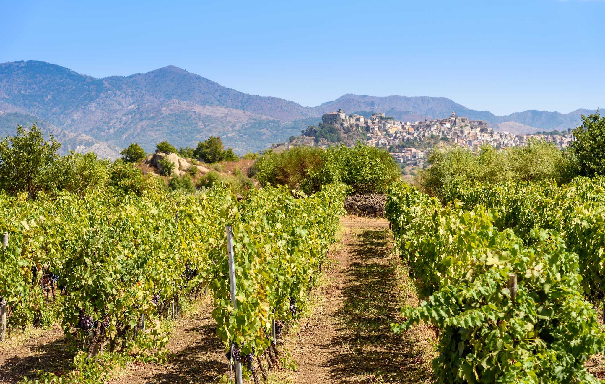 Itinerary stop at Monti Rossi Etna Wines on private day trip from Catania