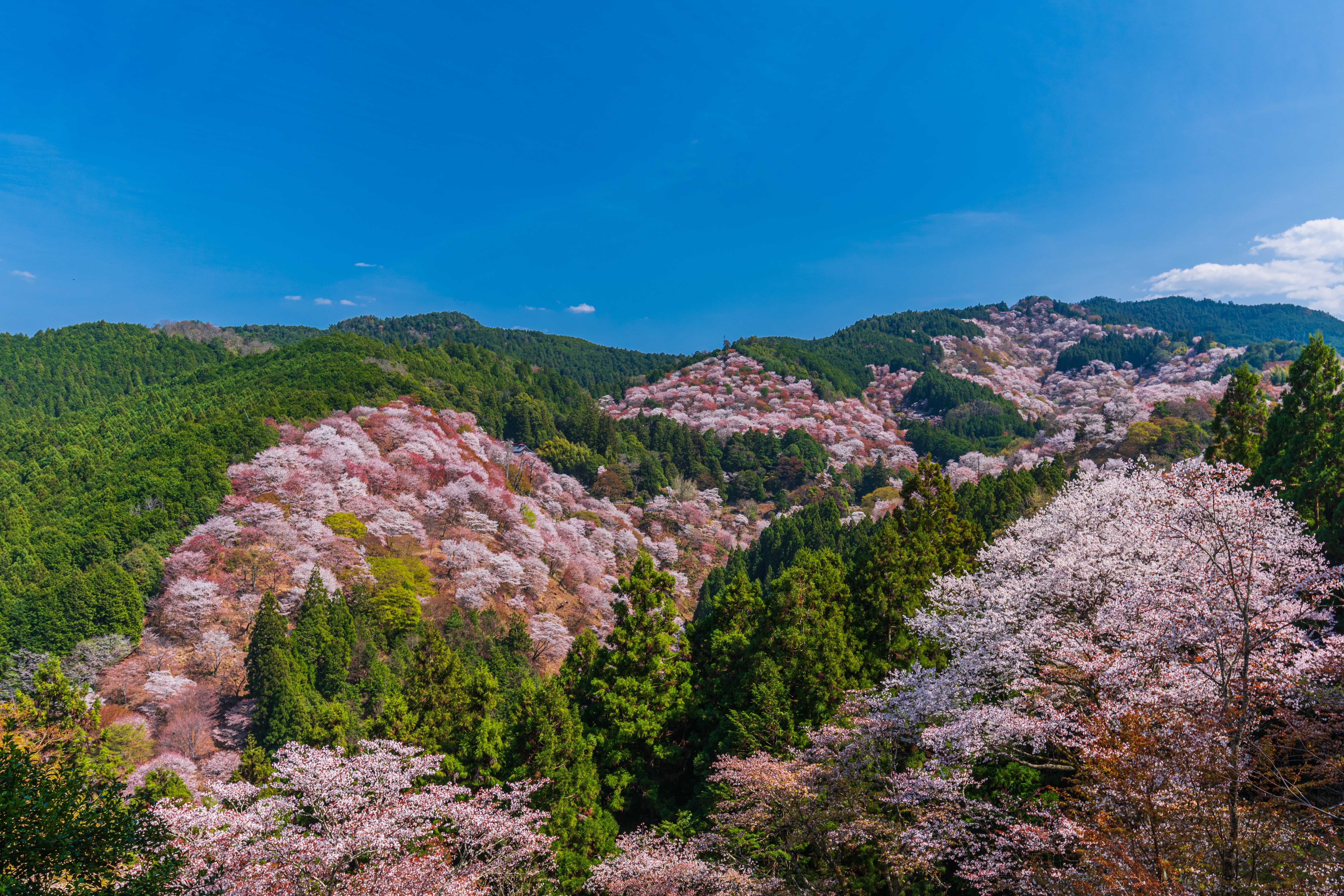mount-yoshino.jpg