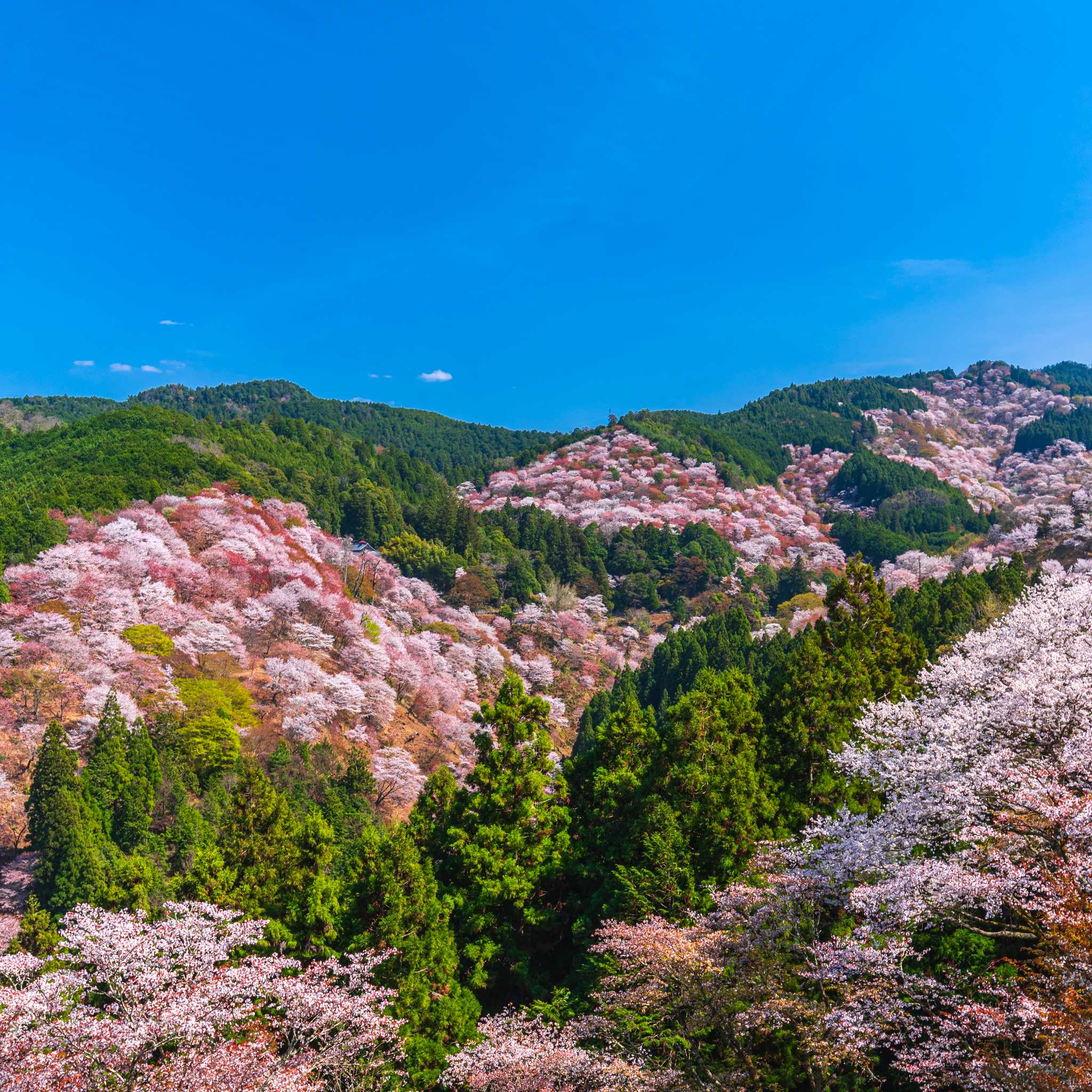 Mount Yoshino