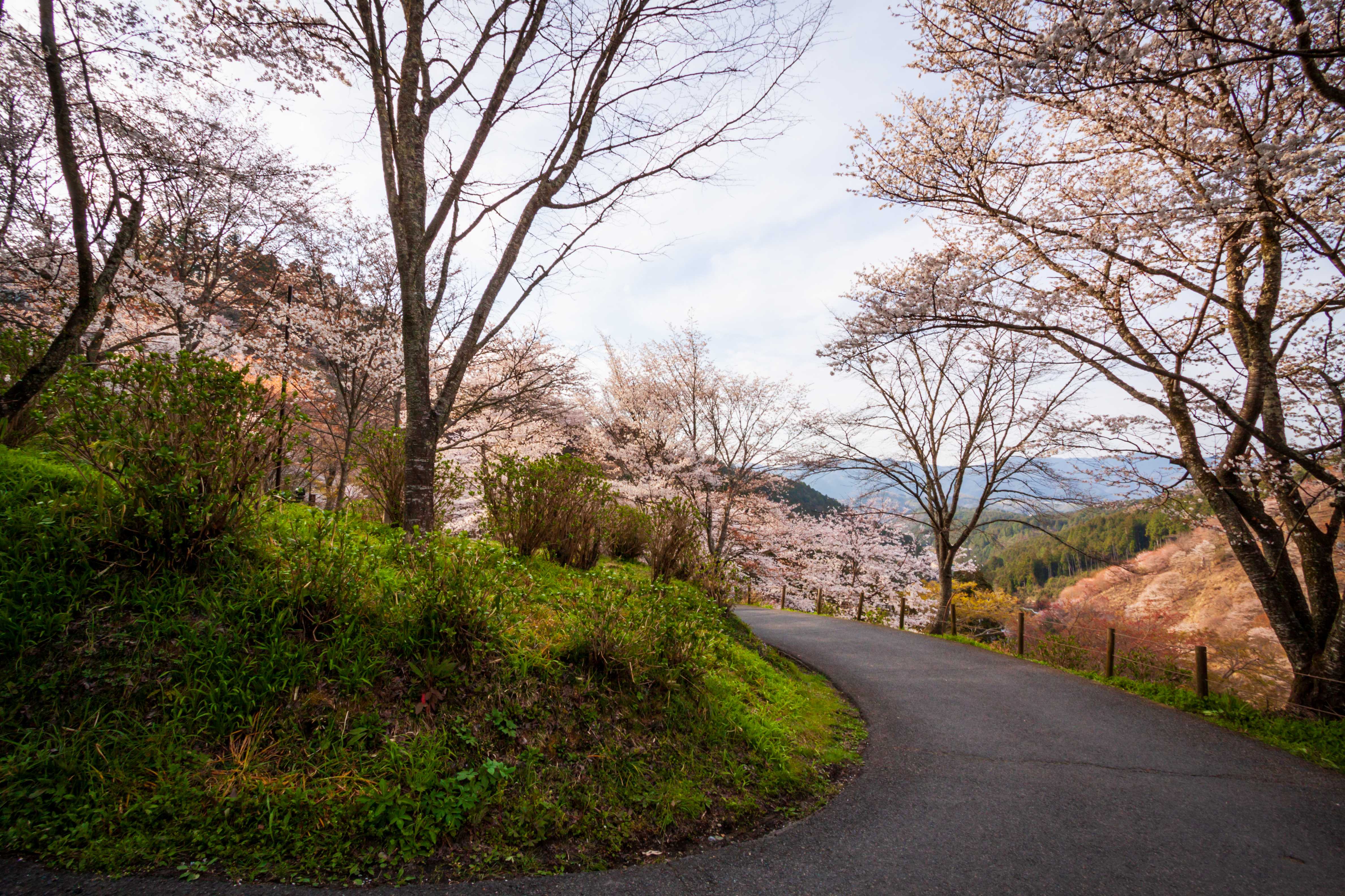 Osaka to Mount Yoshino Private Transfer | Daytrip