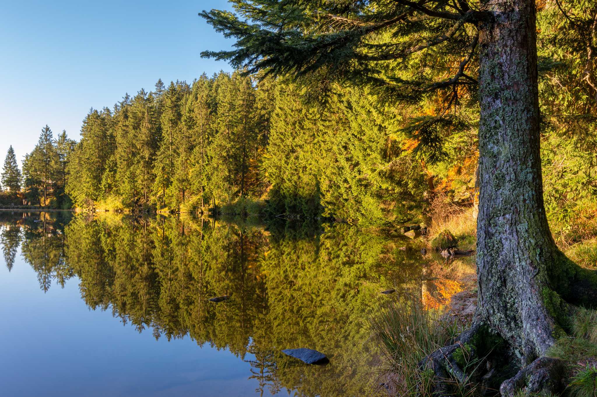 A pine forest and its nearly perfect reflection in the water along the edge of a lake.