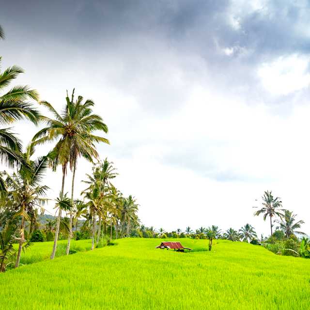 Ubud to Sekumpul Waterfall and Munduk: Private day trip