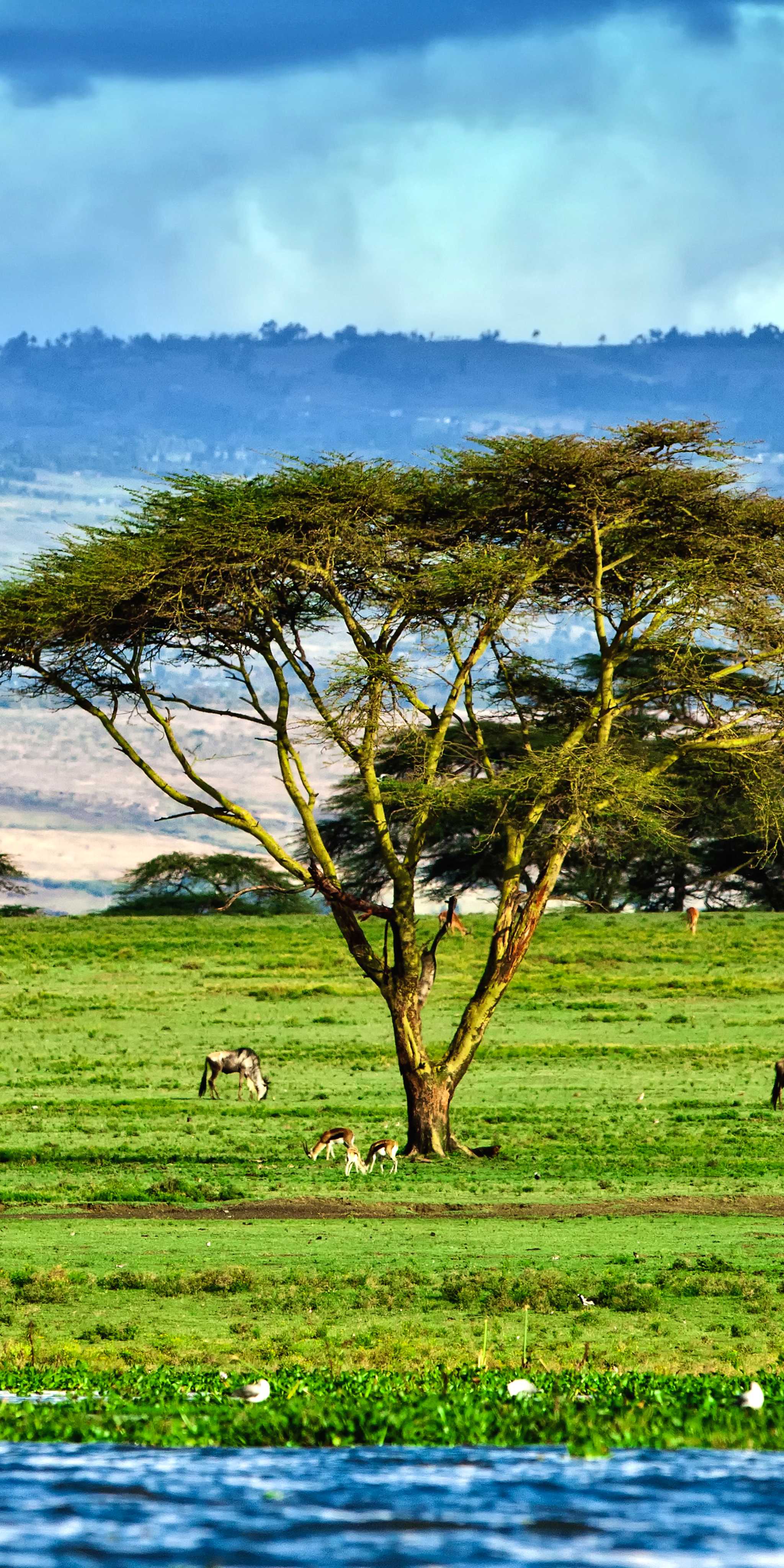Naivasha