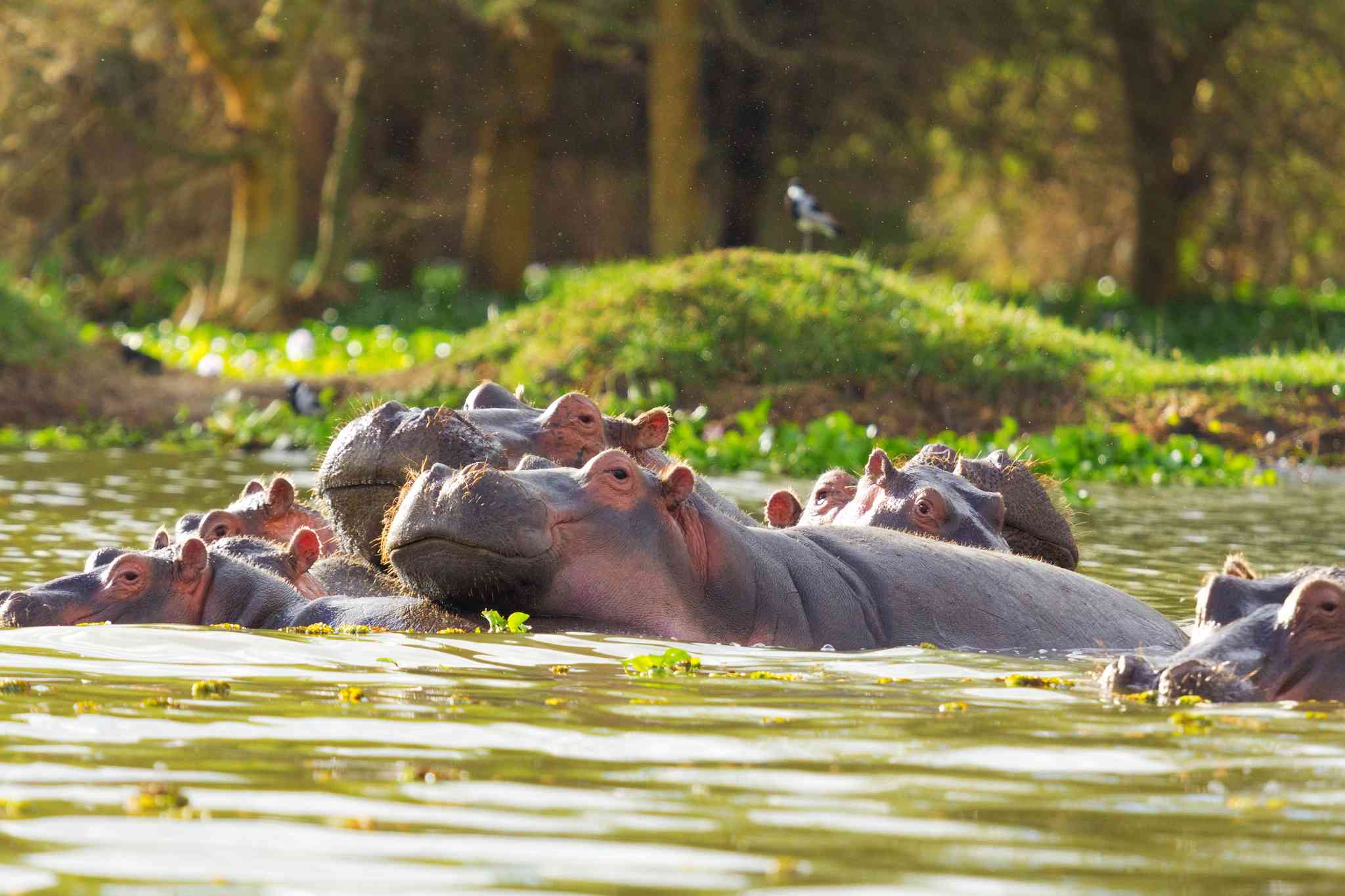 Scenic view of Kisumu - private day trip from Naivasha - photo 4