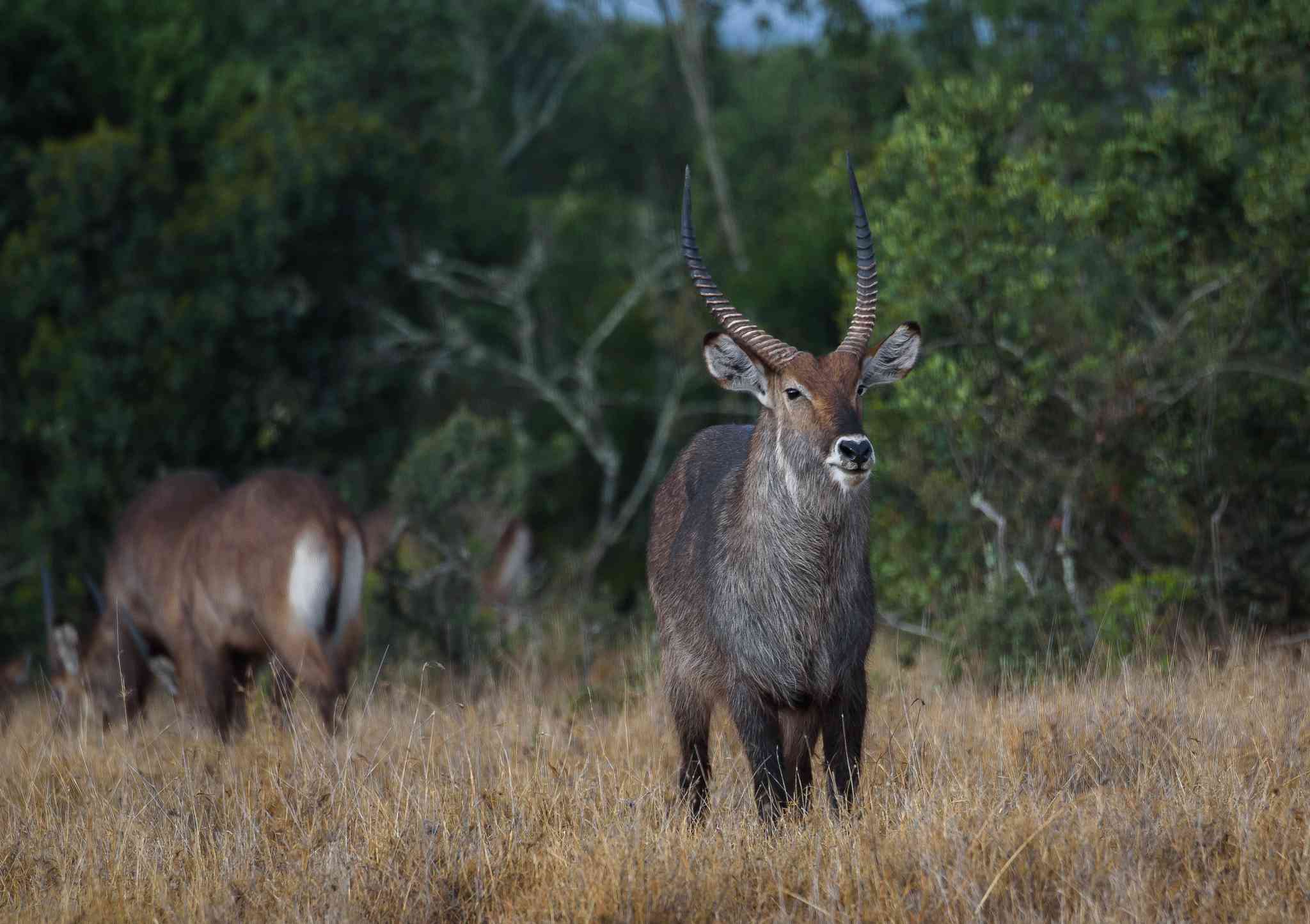 Scenic view of Nakuru - private day trip from Nanyuki - photo 5