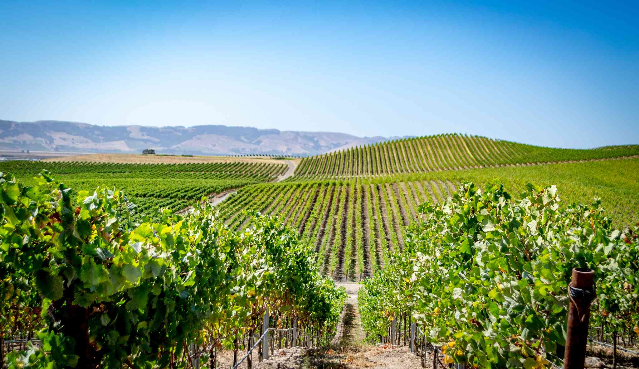 Vue pittoresque de Napa - excursion privée d'une journée depuis Santa Clara, CA - photo 2