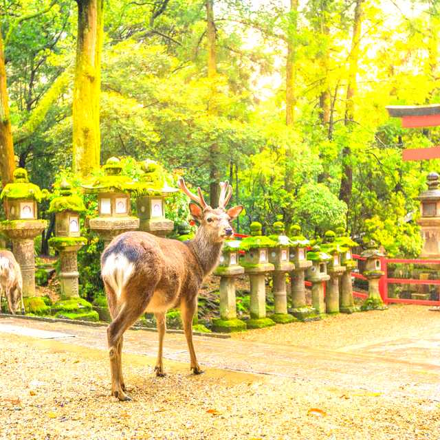 Kyoto to autumn temples: Private day trip